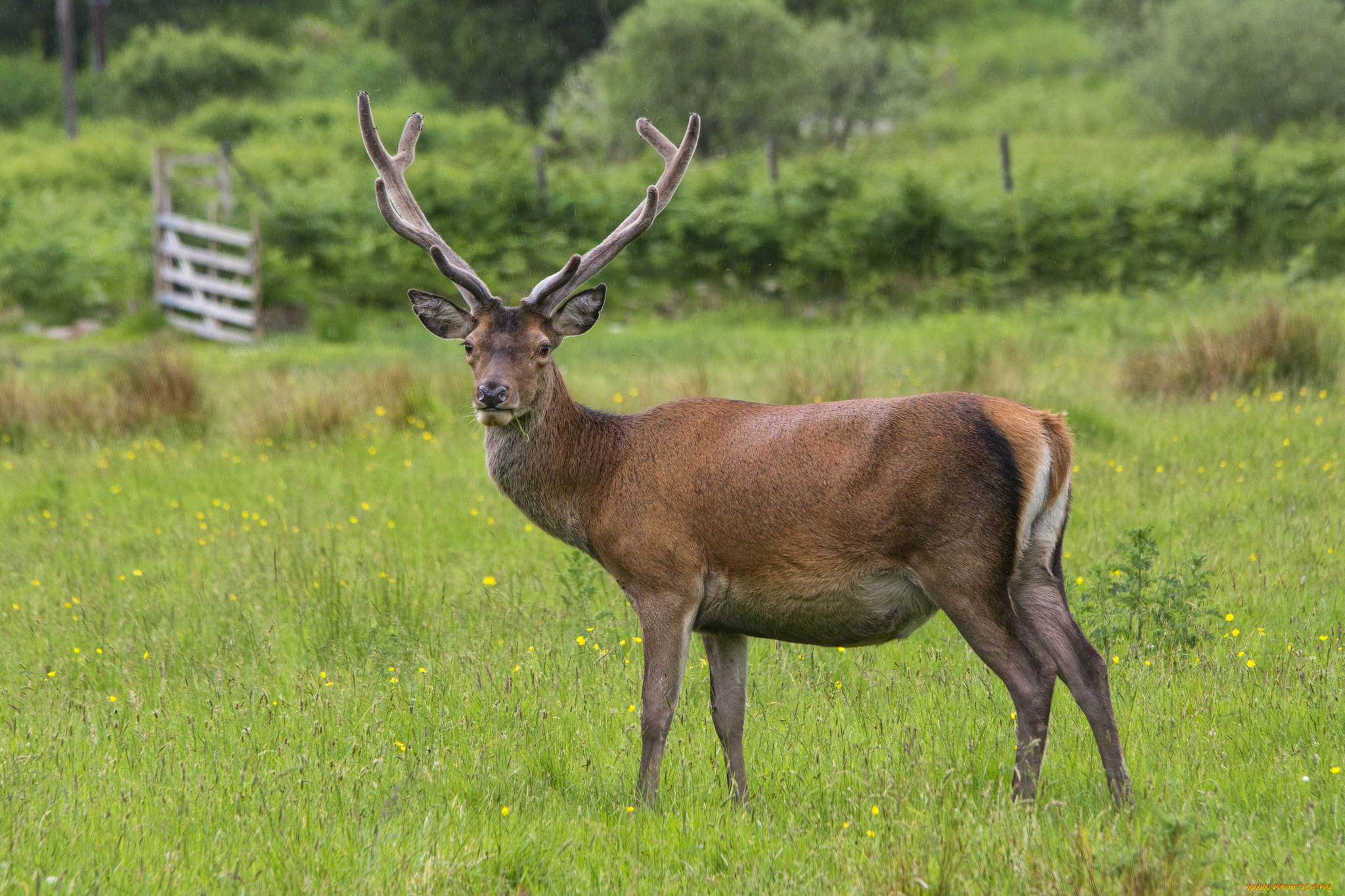 животные, олени, олень, рога