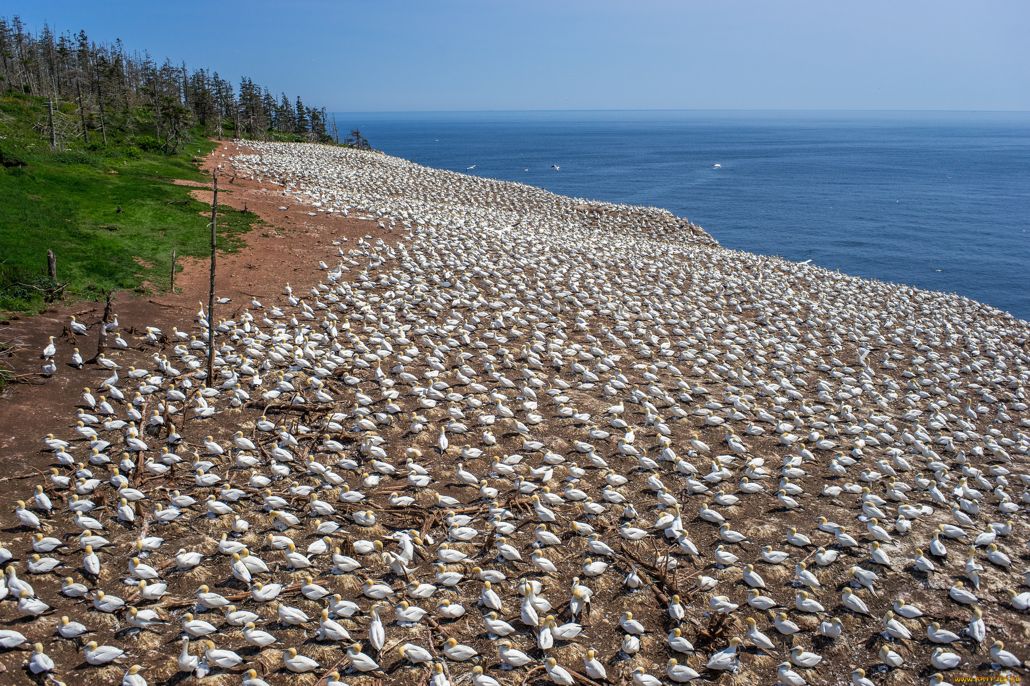 животные, олуши, остров, пляж, птичья, колония