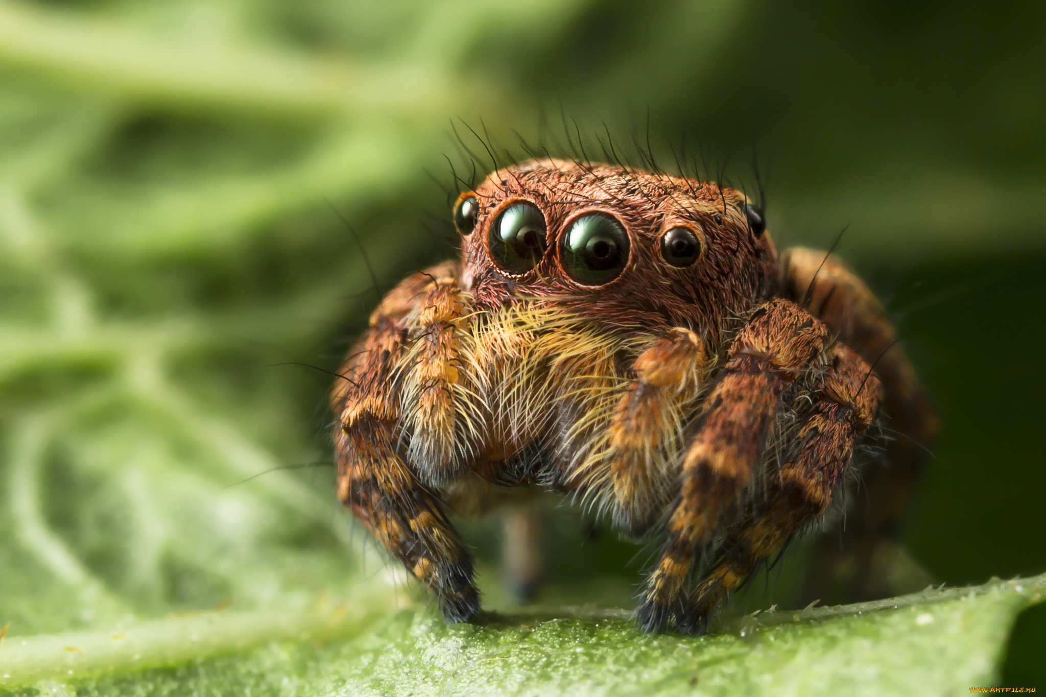 животные, пауки, паучок