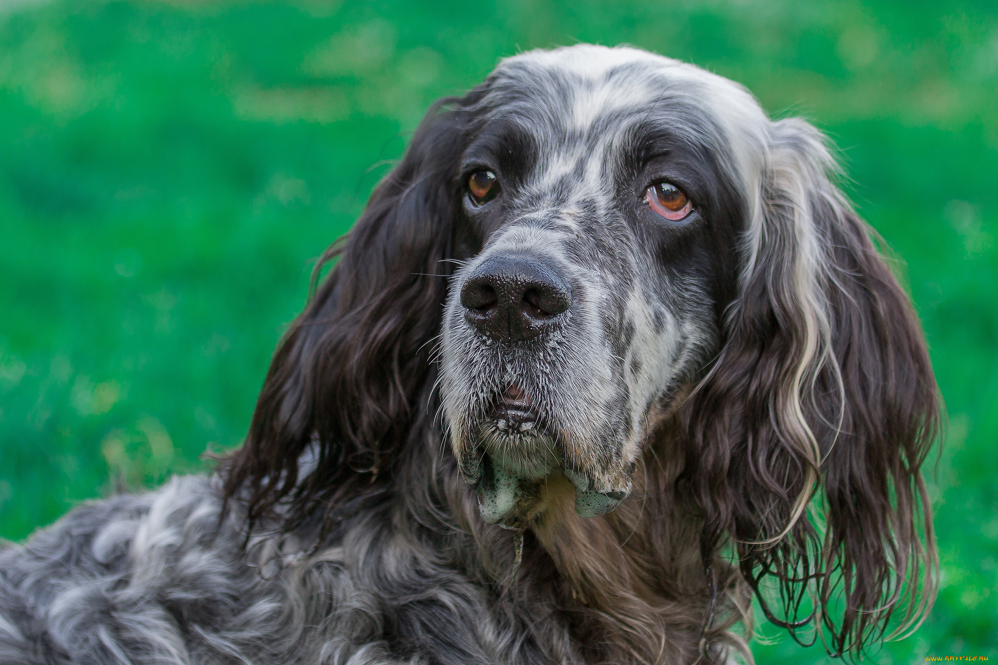 животные, собаки, пес