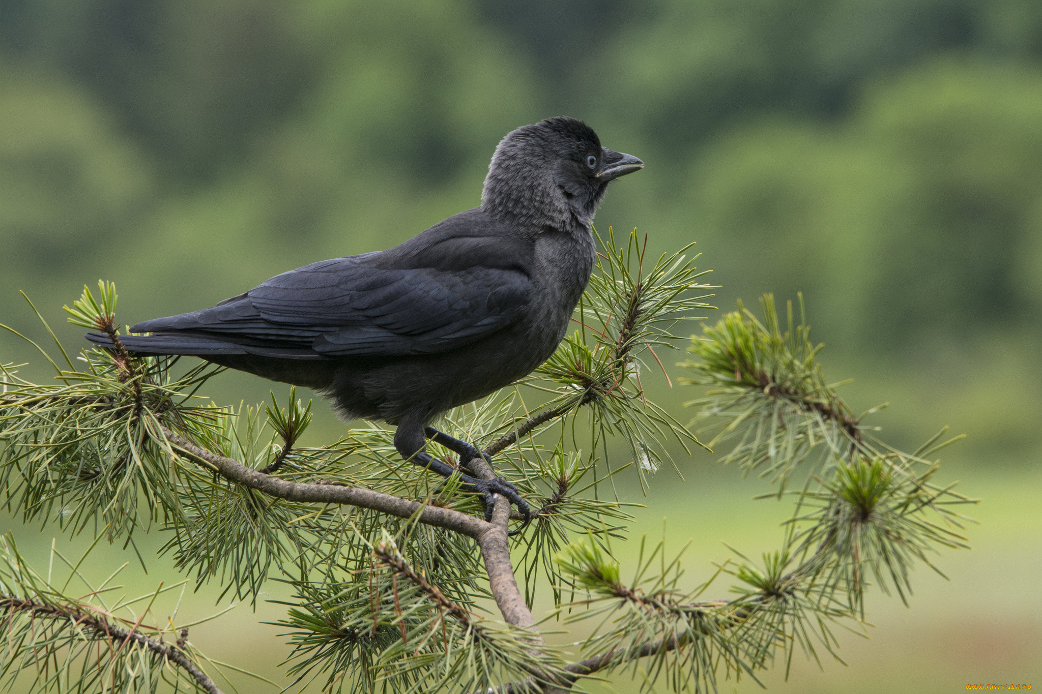 животные, вороны, , грачи, , галки, галка