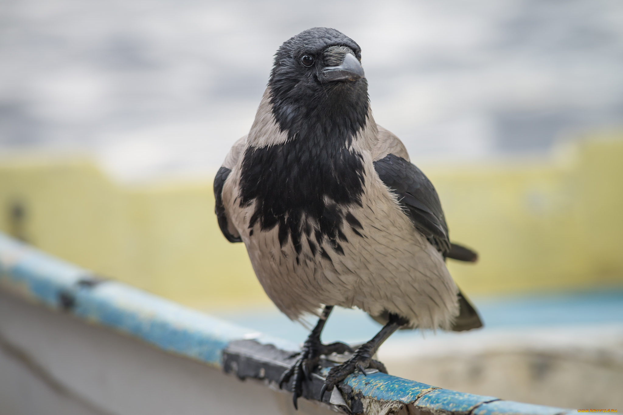 животные, вороны, , грачи, , галки, ворона