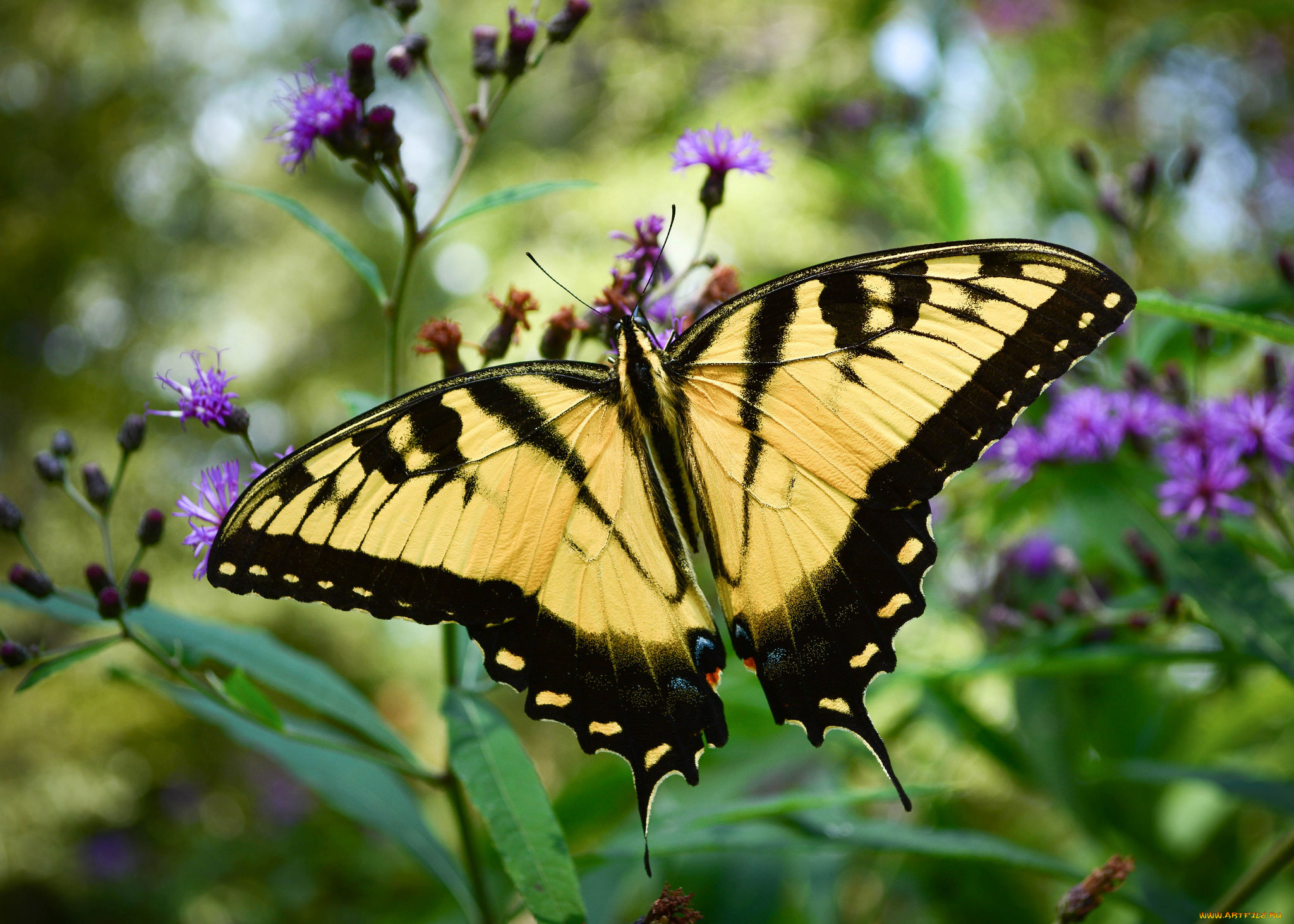 животные, бабочки, , мотыльки, , моли, бабочка