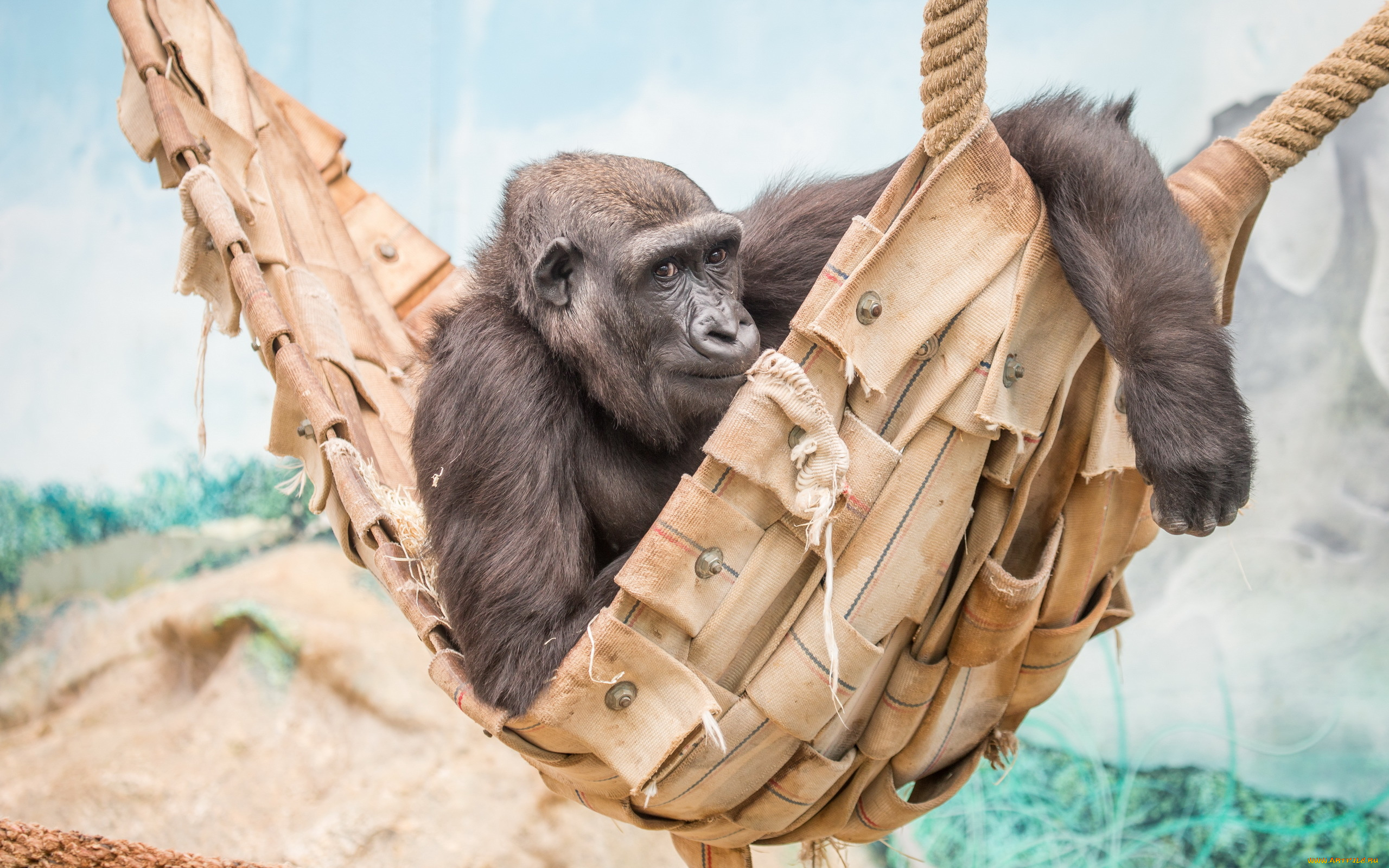 животные, обезьяны, зоопарк, взгляд, обезьяна