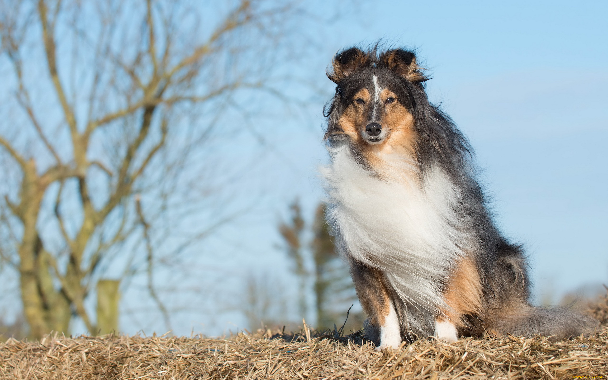 животные, собаки, друг, взгляд, собака