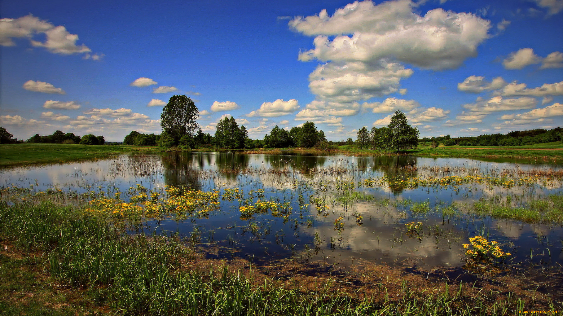 природа, реки, озера, лес, река