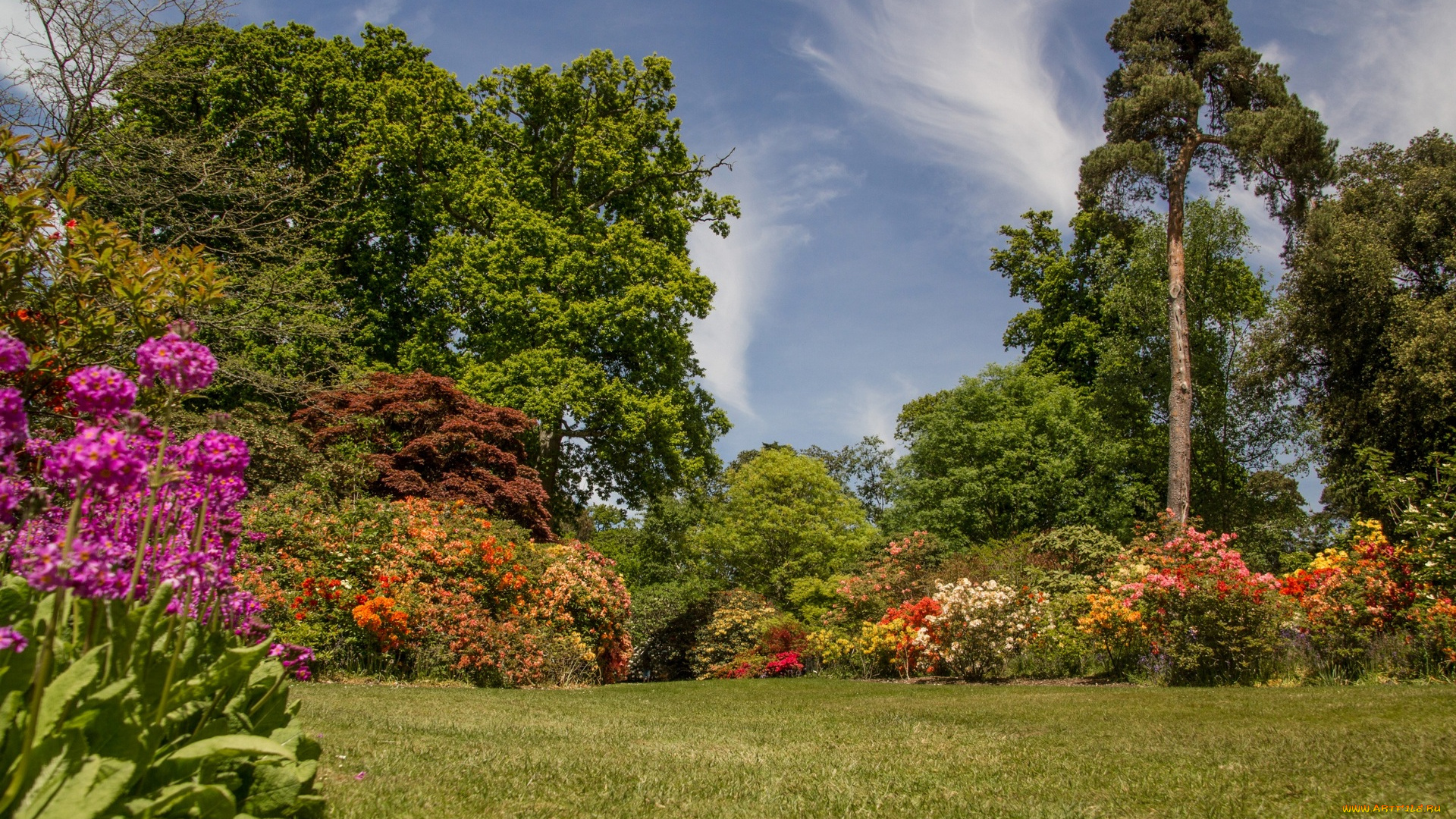 англия, природа, парк, деревья, цветы, трава