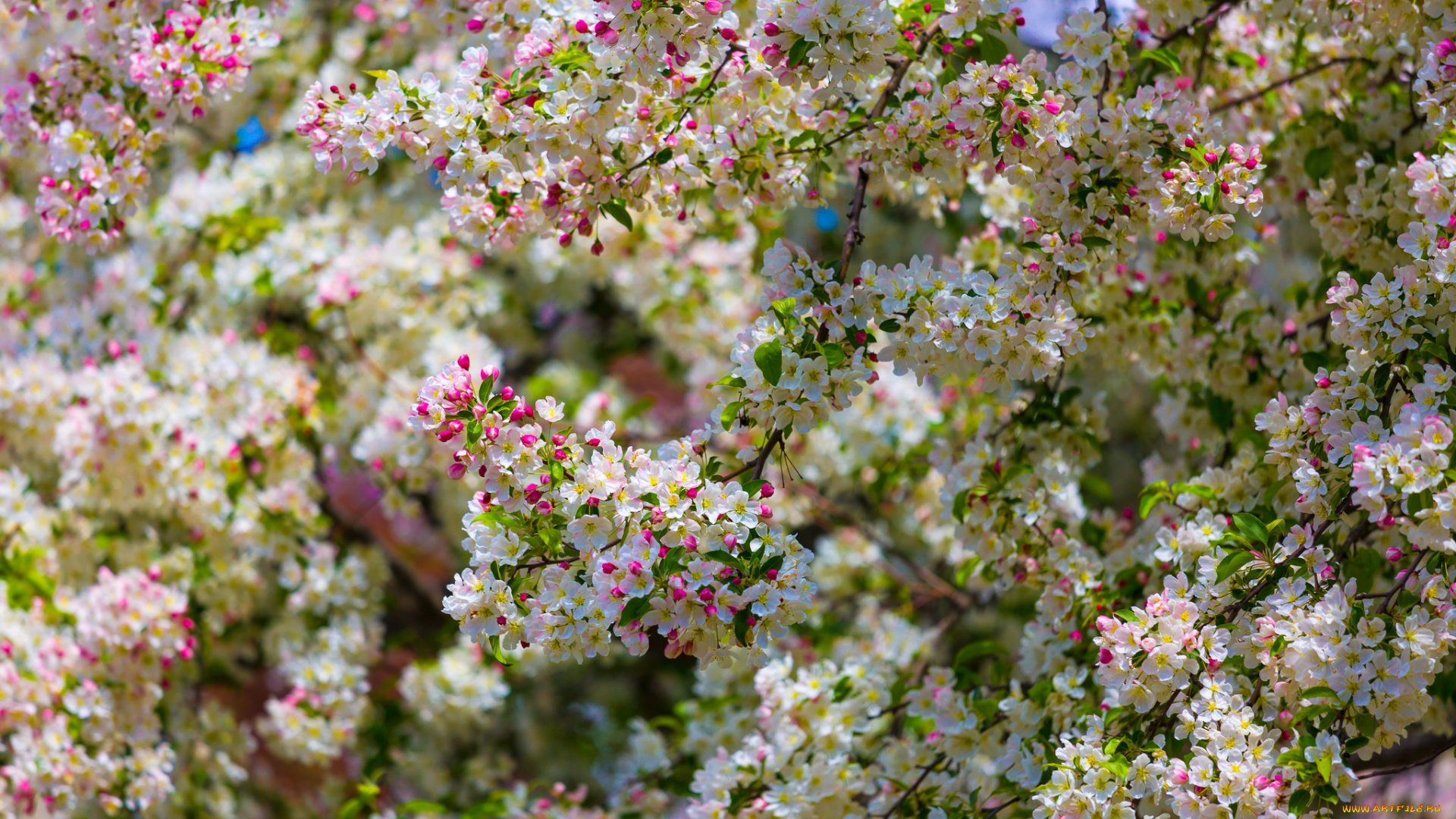 цветы, цветущие, деревья, , , кустарники, цветущая, веточка, цветки, листья, ветка