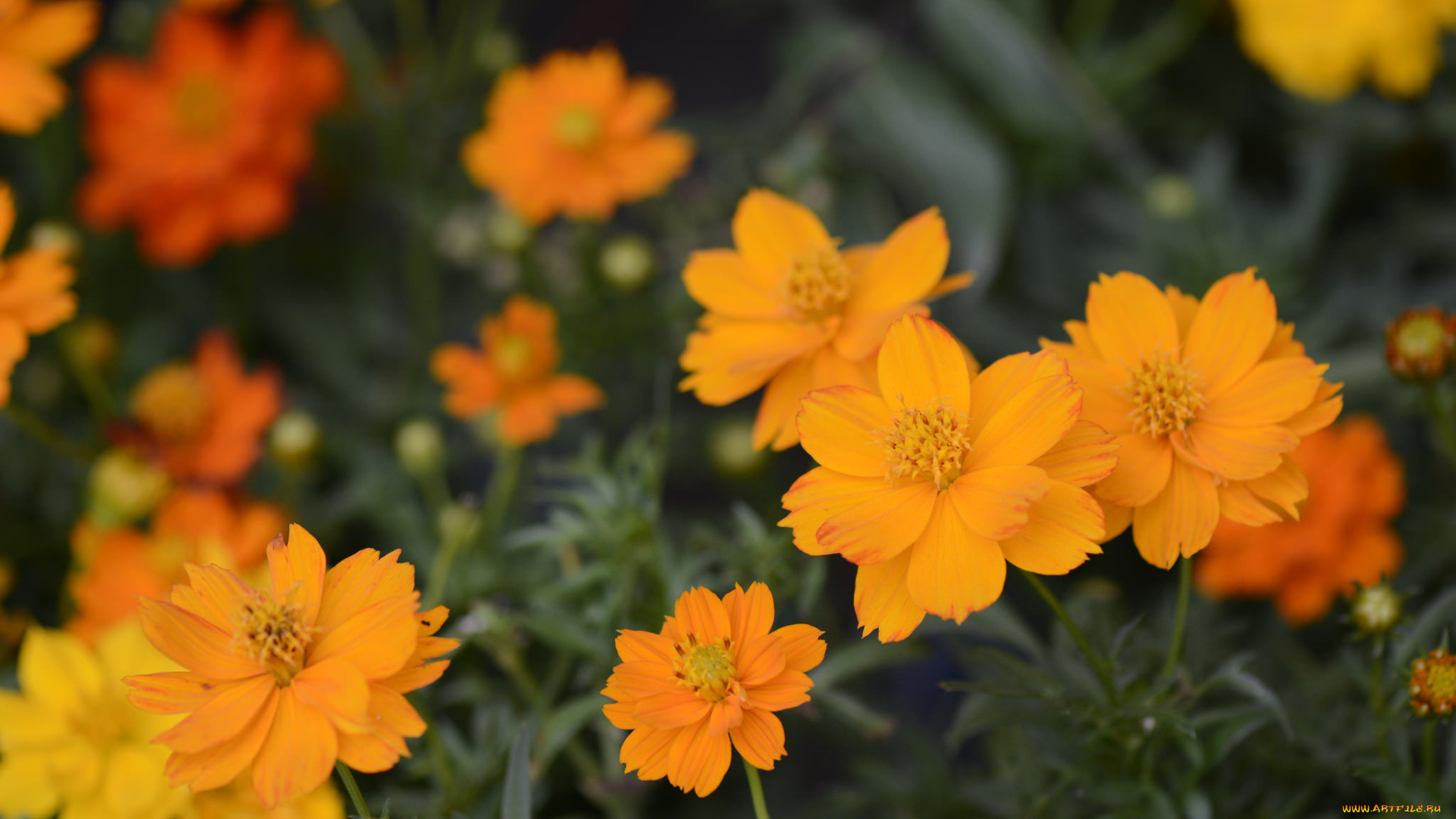 цветы, космея, лепестки, макро, желтый