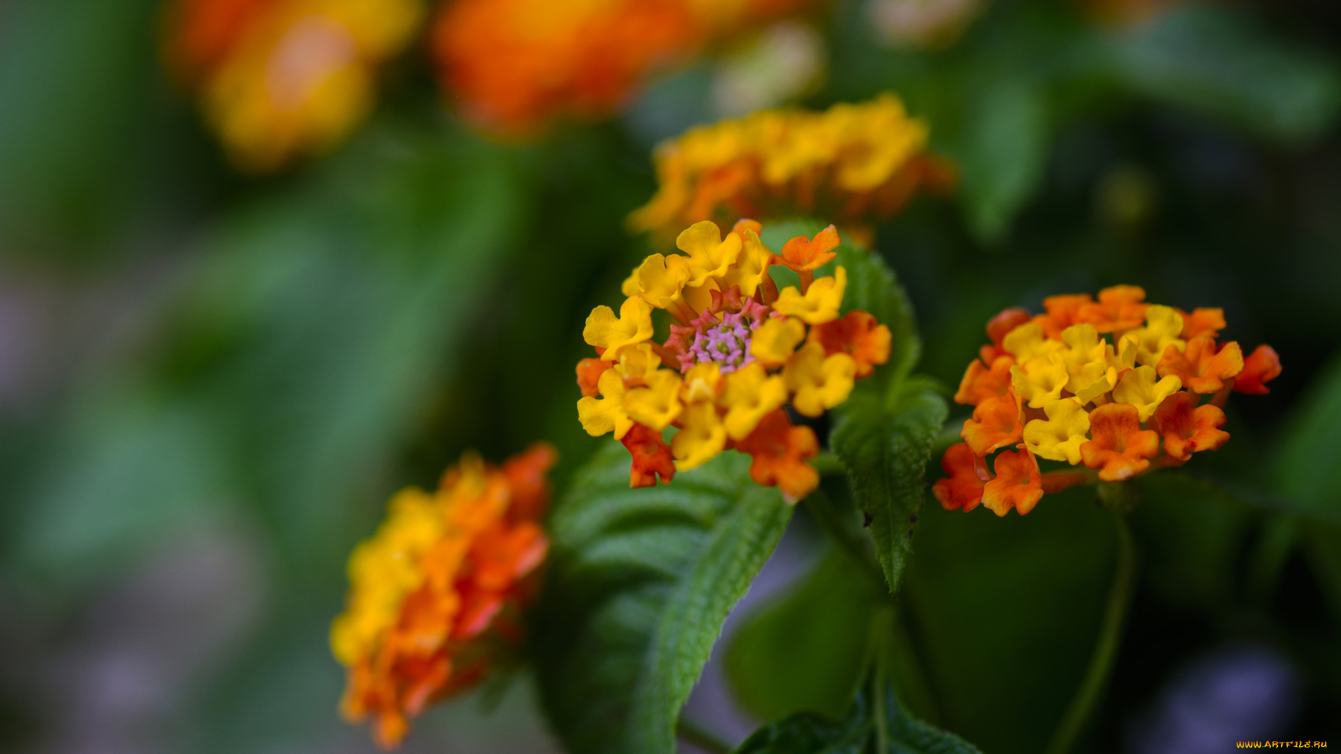 цветы, лантана, лепестки, макро, желтый