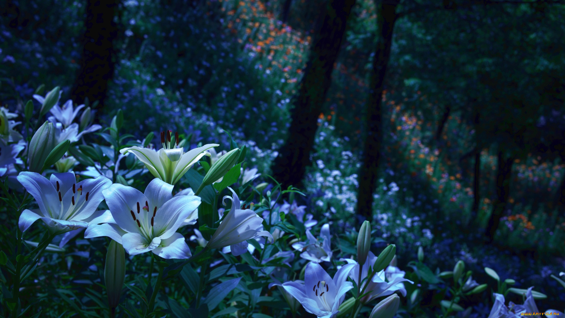 цветы, лилии, , лилейники, petals, bloom, lily, лепестки, цветение