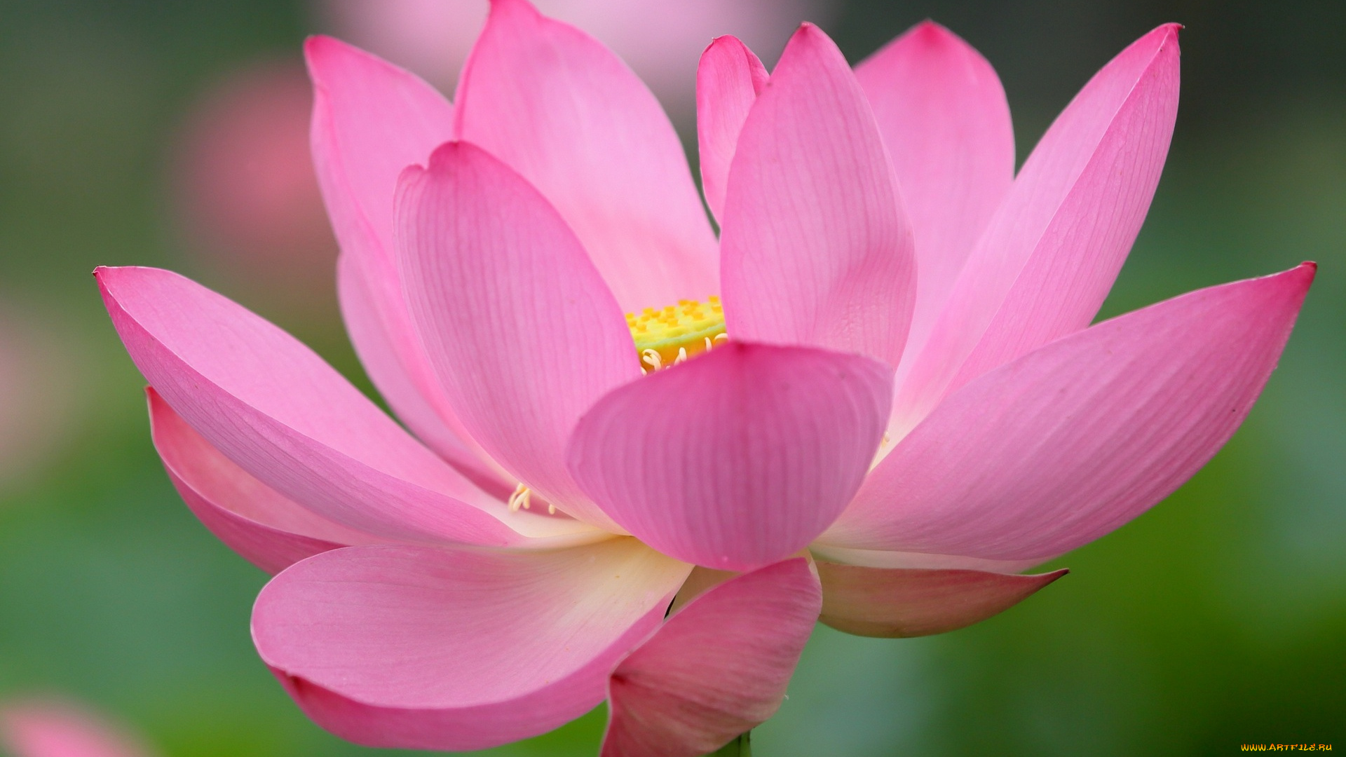 цветы, лотосы, розовый, цвет