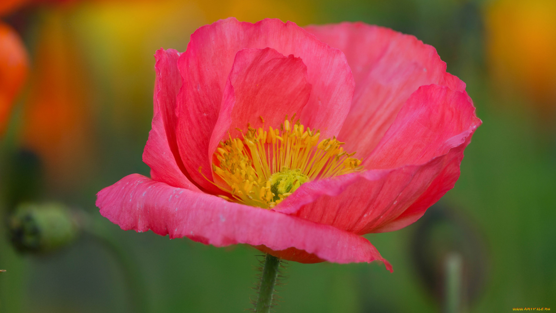 цветы, маки, цветение, мак, цветок, цвет