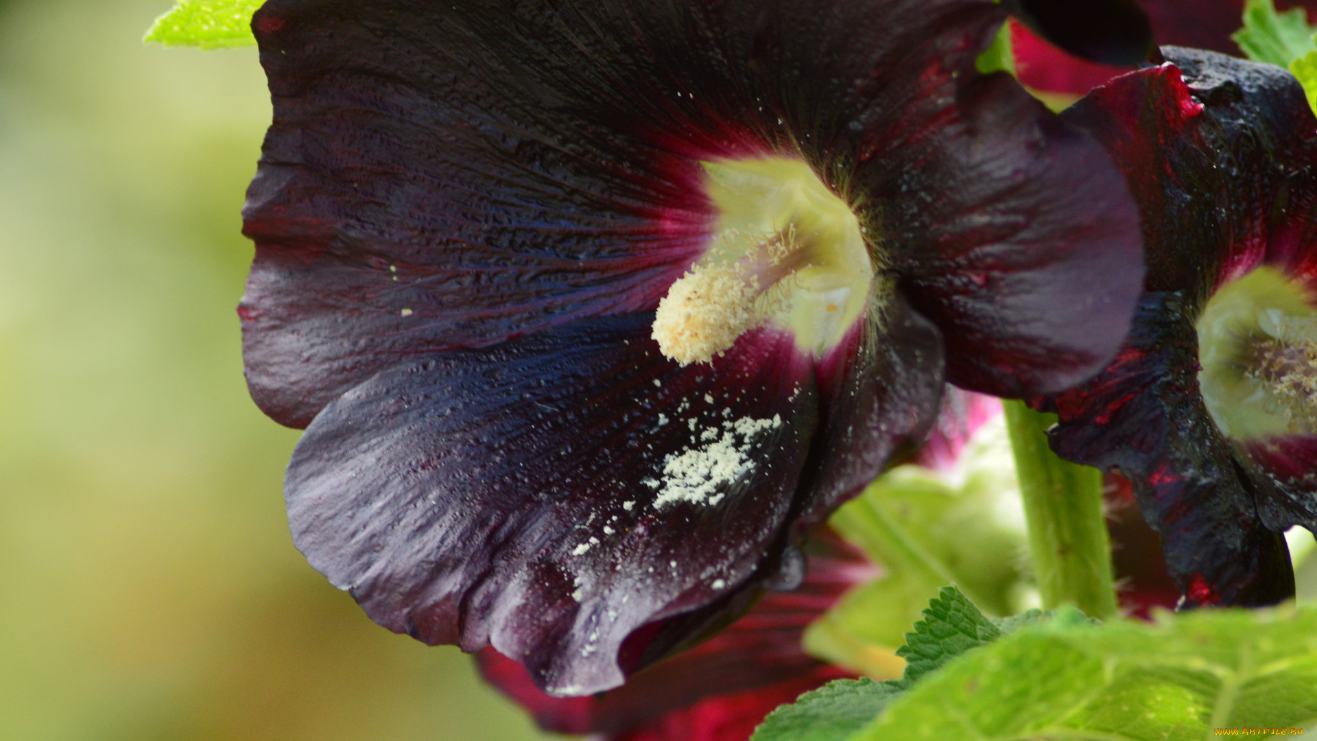 цветы, мальвы, бутон, мальва