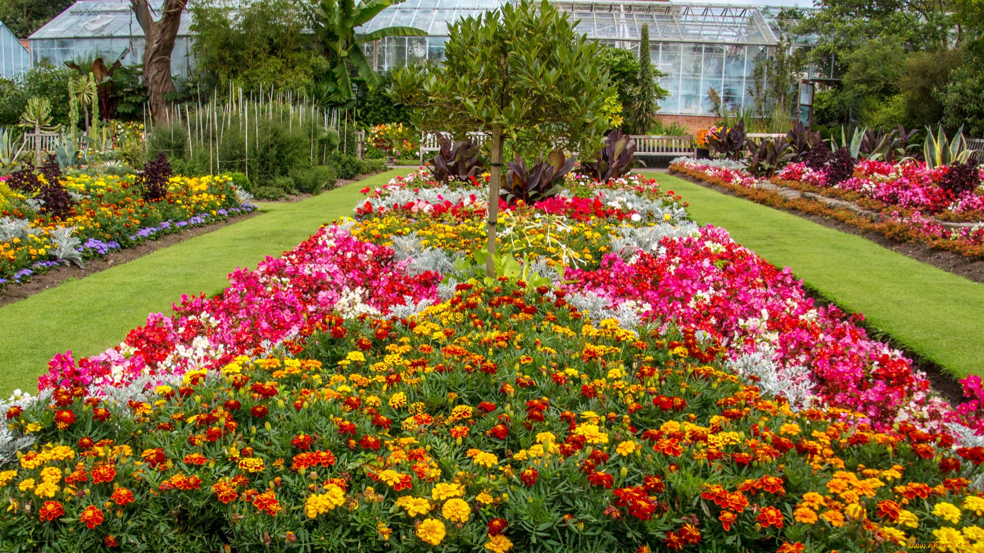 цветы, разные, вместе, теплицы, разноцветные
