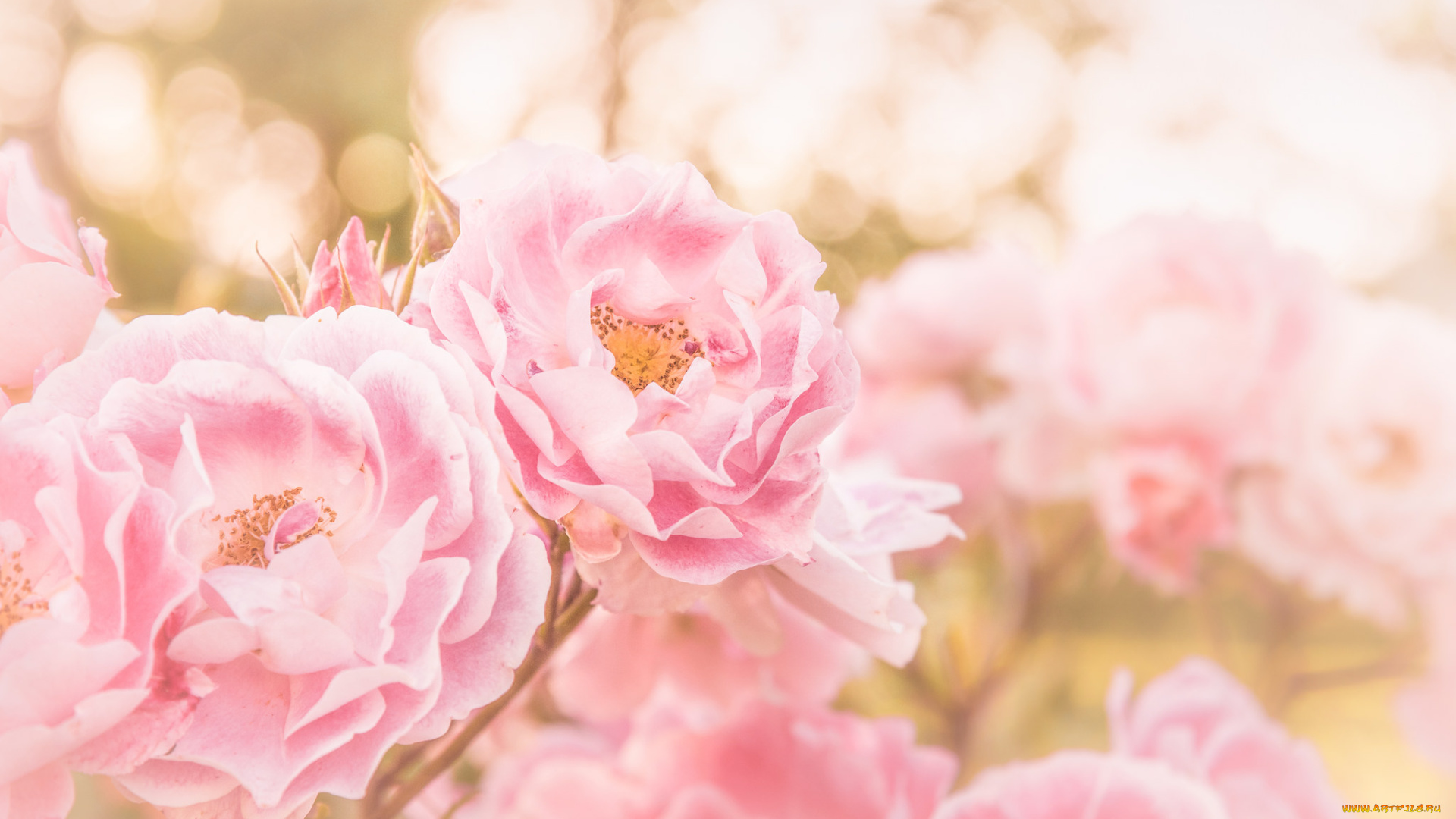 цветы, розы, petals, листья, bud, лепестки, бутон, роза, blossoms, leaves, rose, цветение