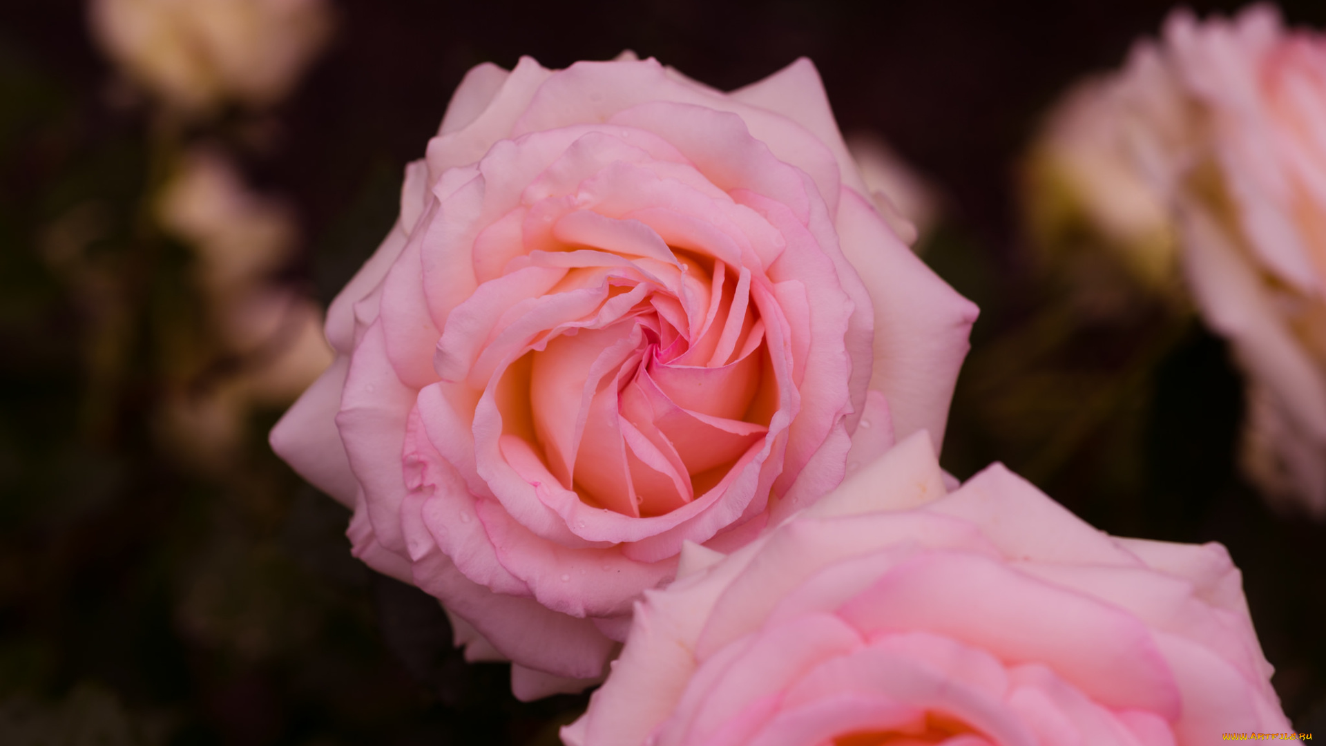 цветы, розы, розовая, бутон, лепестки, роза, цветение