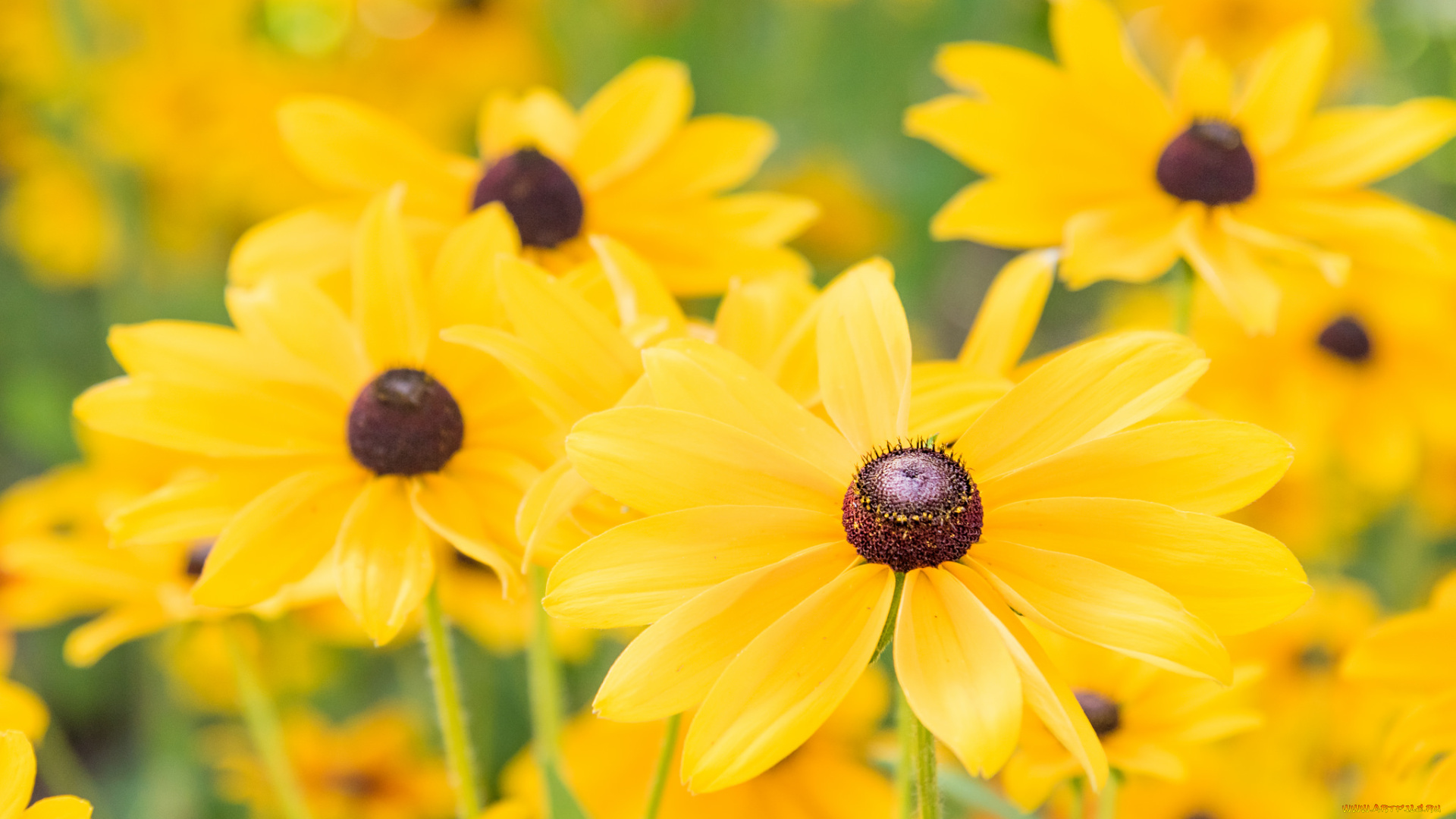 цветы, рудбекия, желтый, лепестки, макро