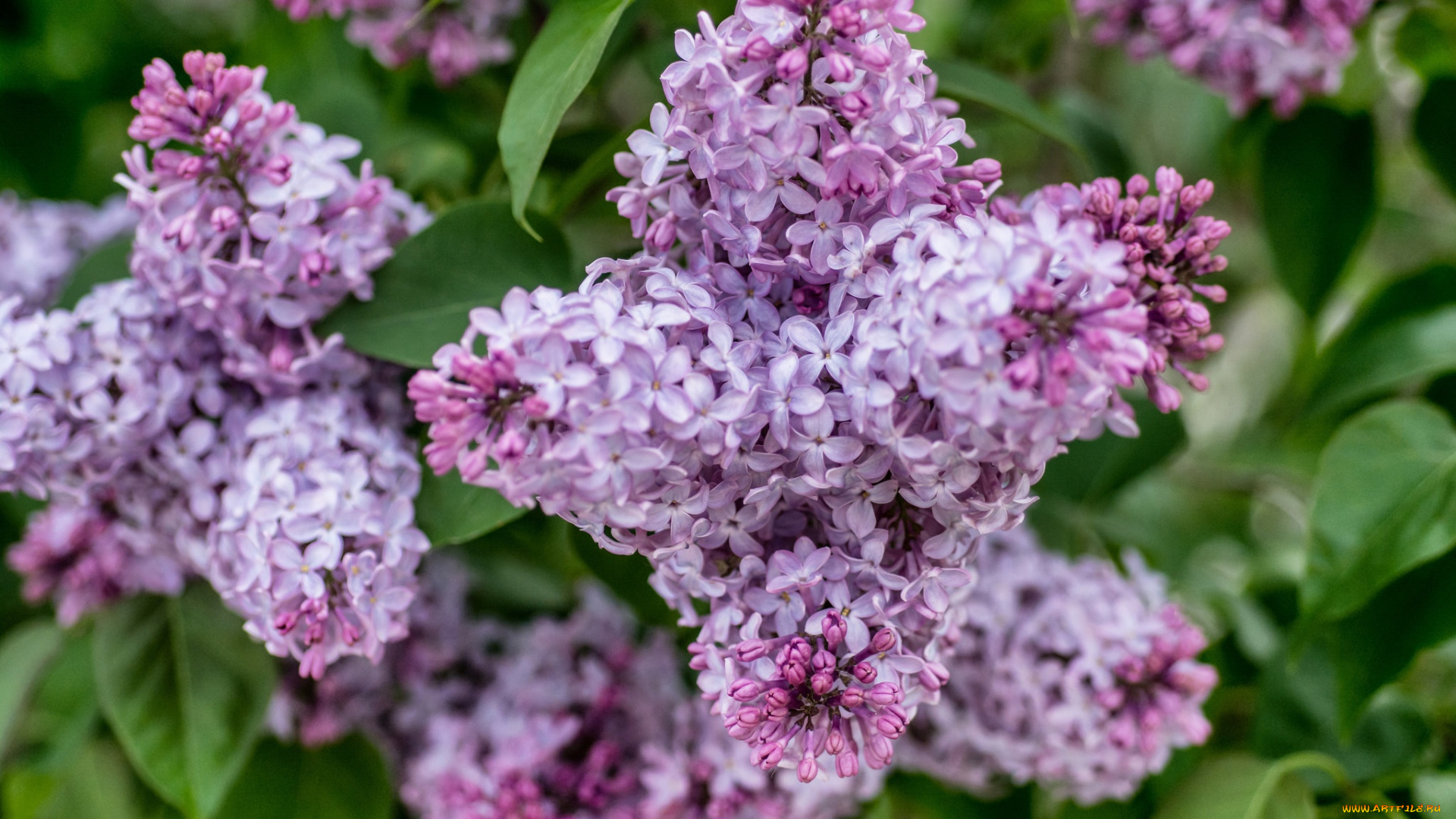 цветы, сирень, цветки, лепестки, цветение