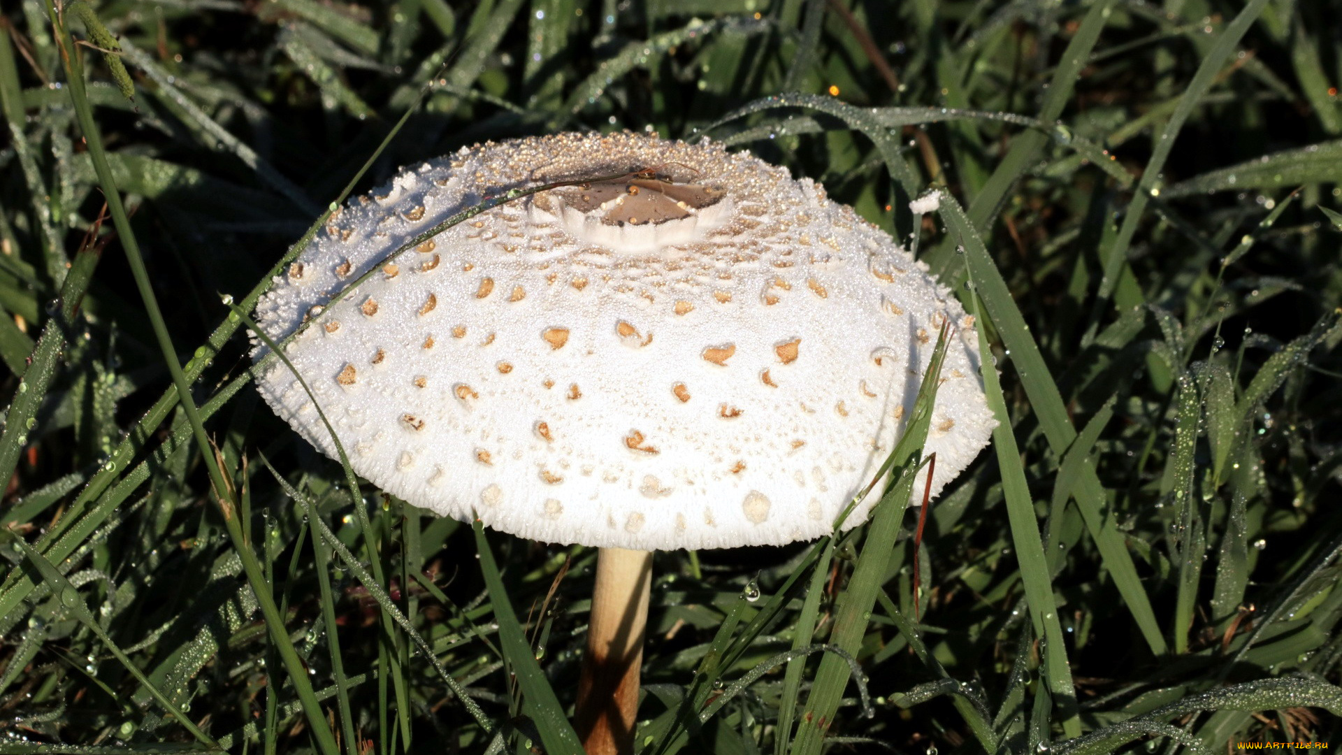 природа, грибы, роса, капли, трава, зонтик, гриб