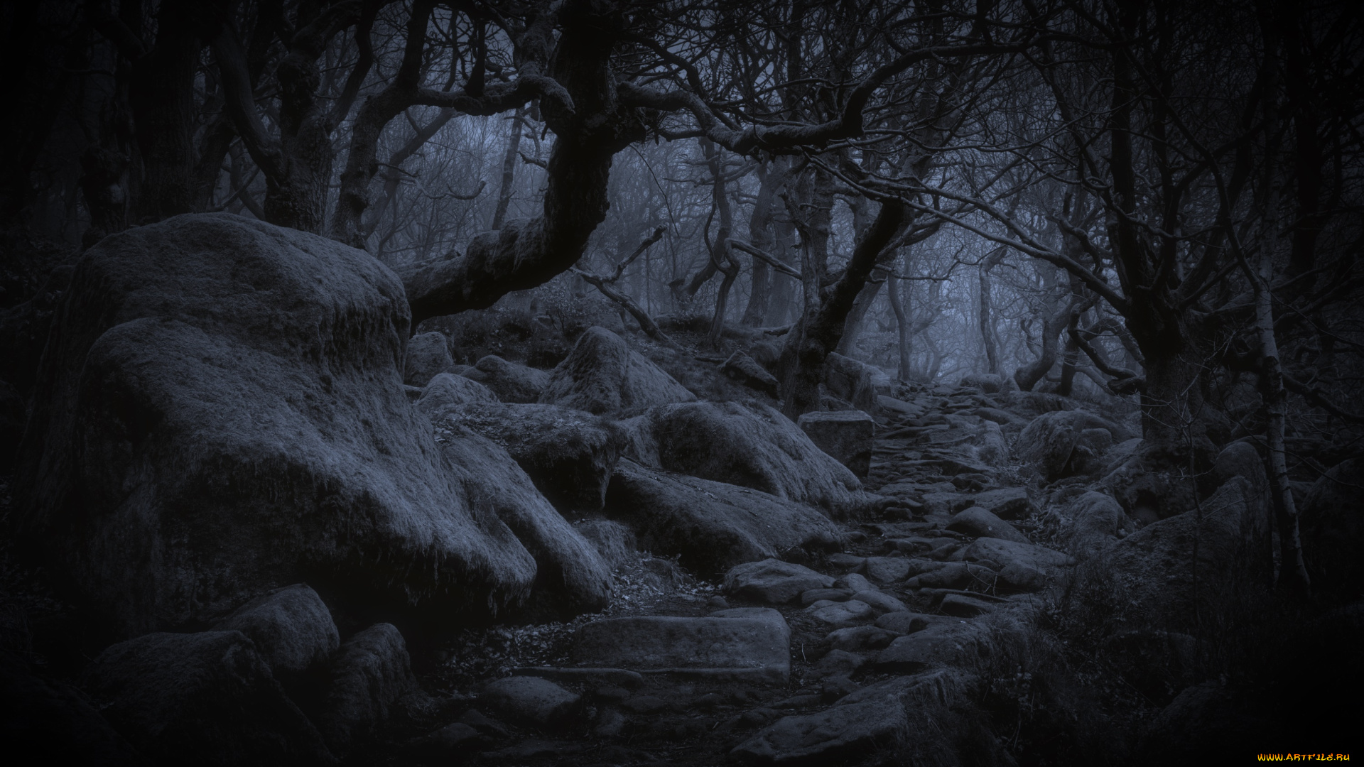 природа, лес, деревья, ночь