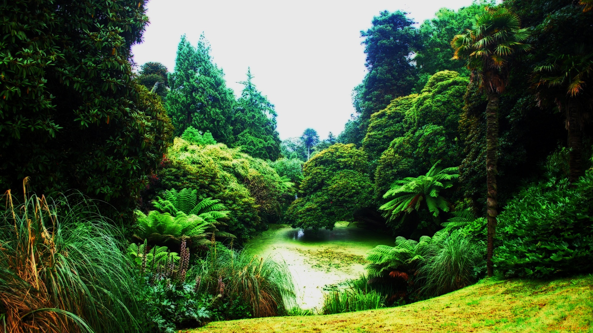 природа, парк, деревья, пальмы, растения, водоем