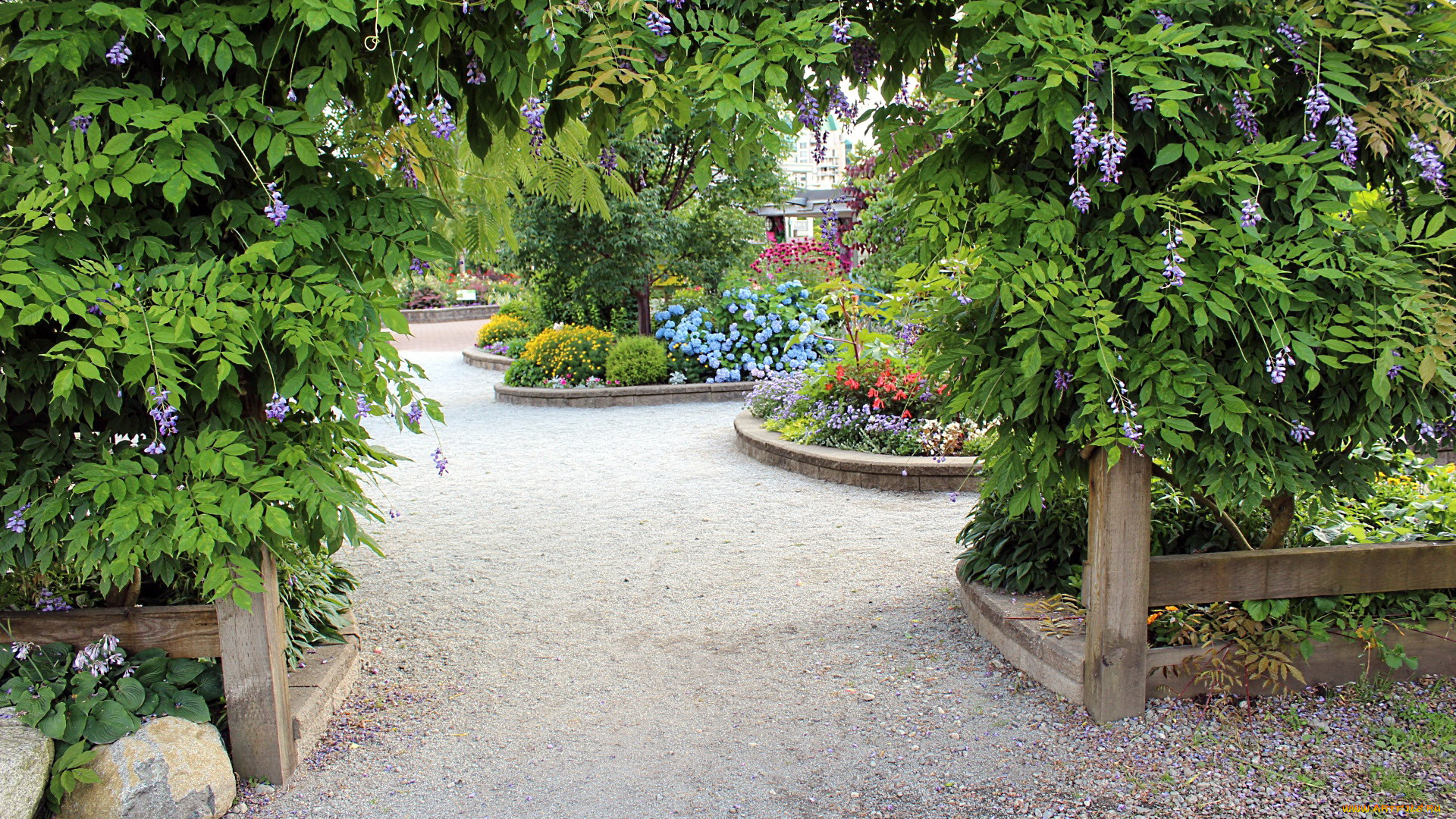 природа, парк, глициния, гортензия, клумбы