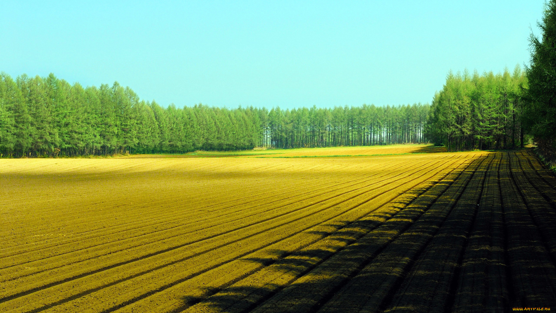 природа, поля, весна, засеянное, поле, деревья