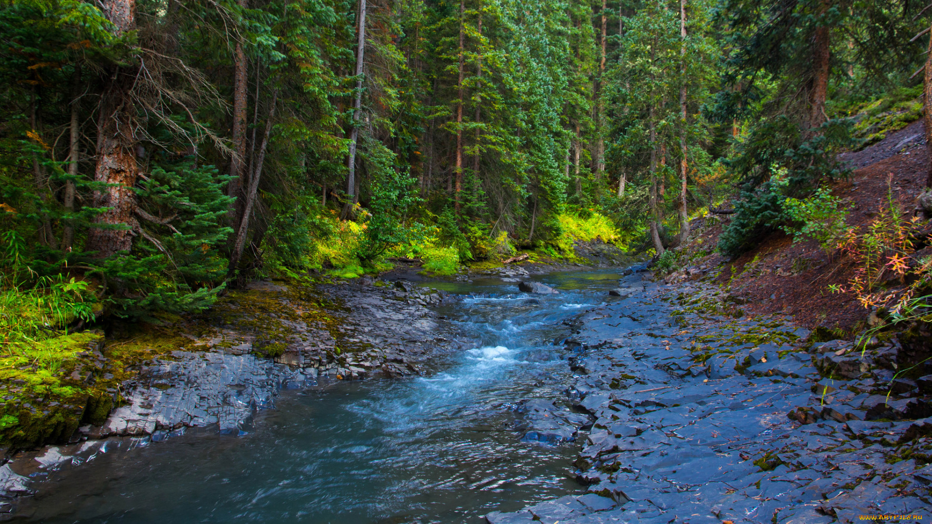 природа, реки, озера, река, лес