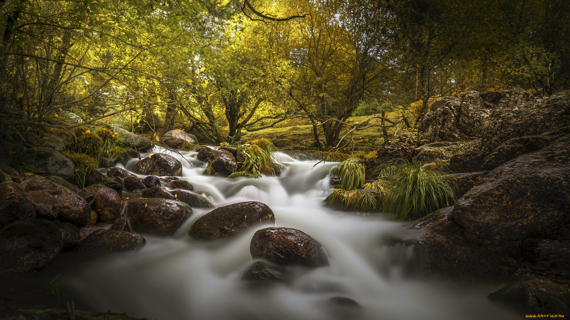 природа, реки, озера, река, лес