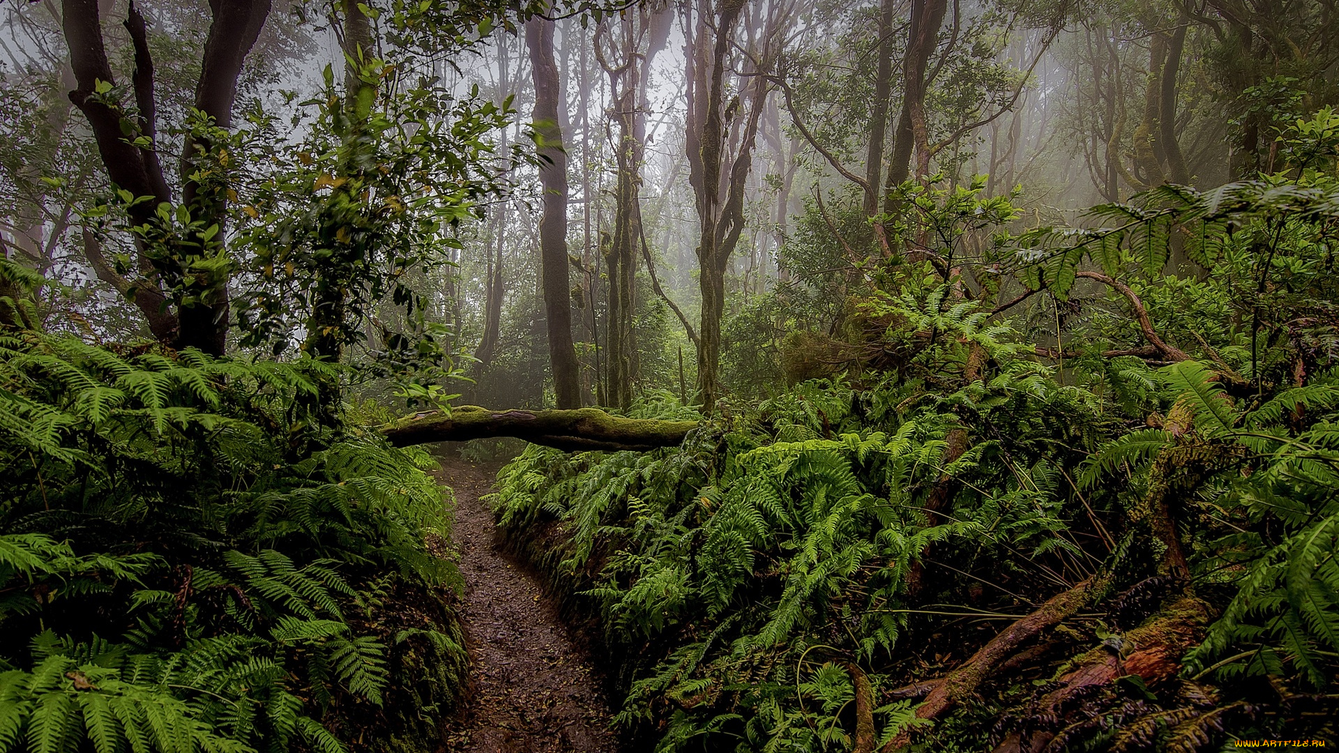 природа, тропики, деревья, растения