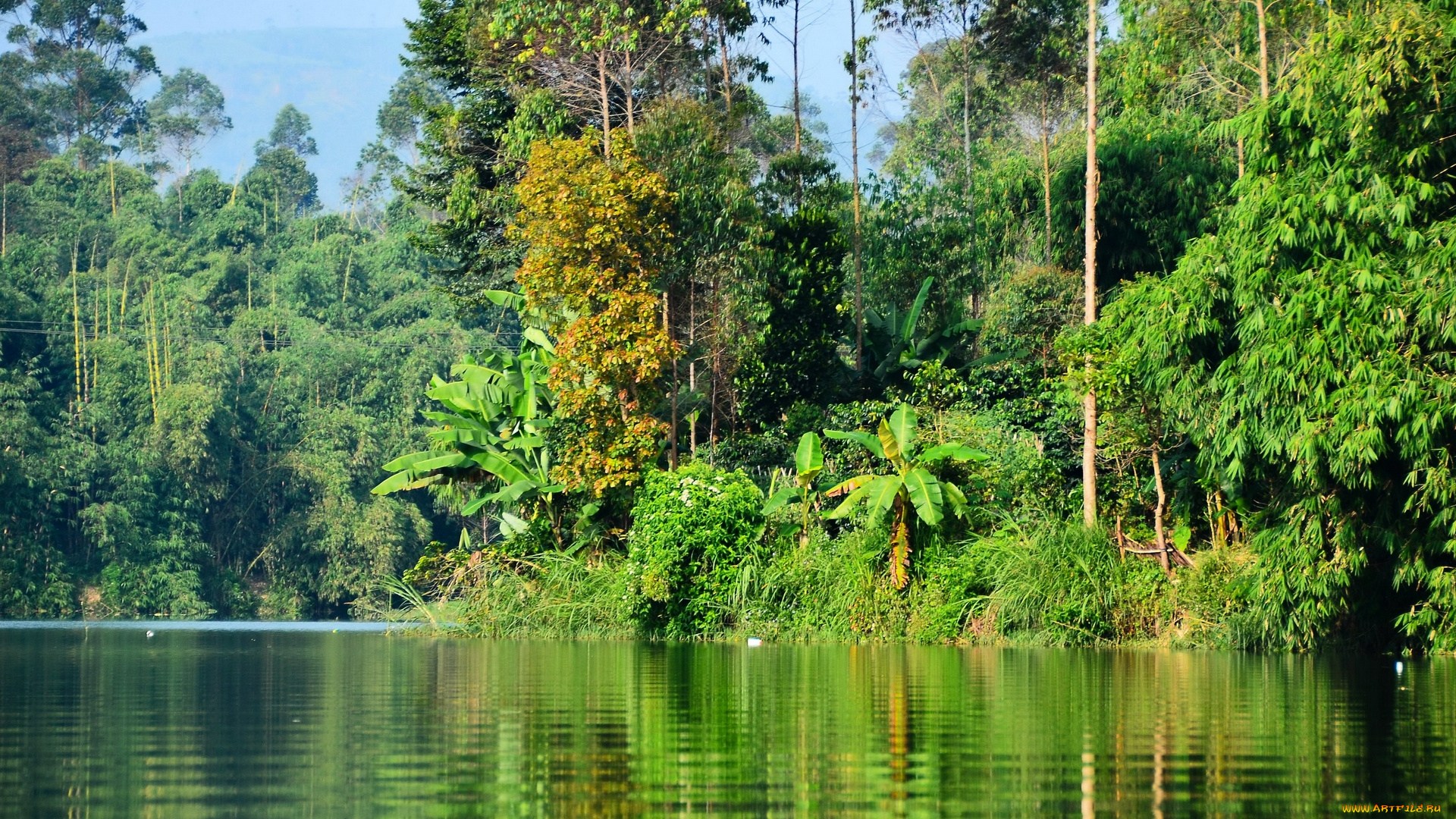 природа, тропики, деревья, водоем
