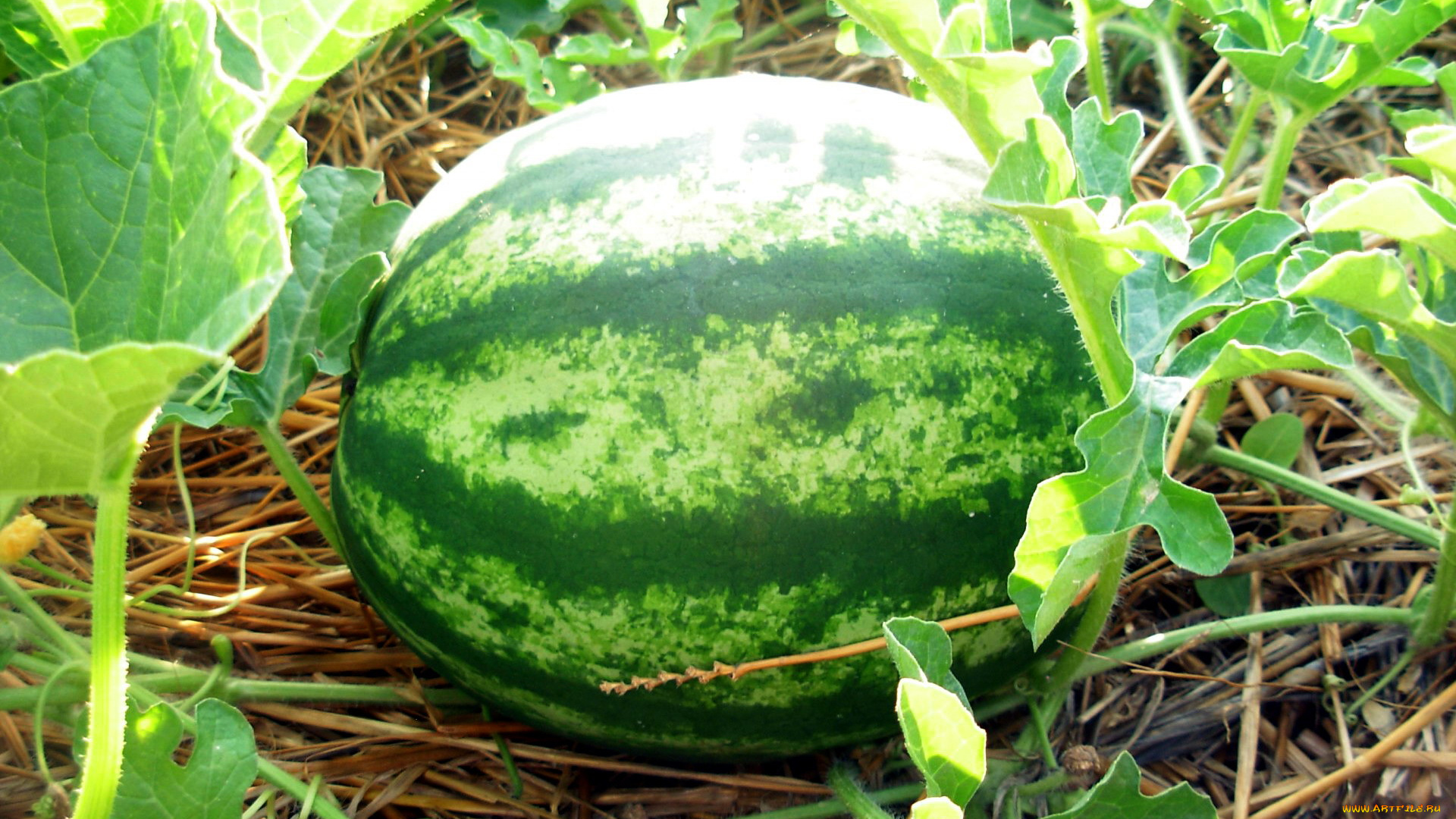 природа, Ягоды, арбуз