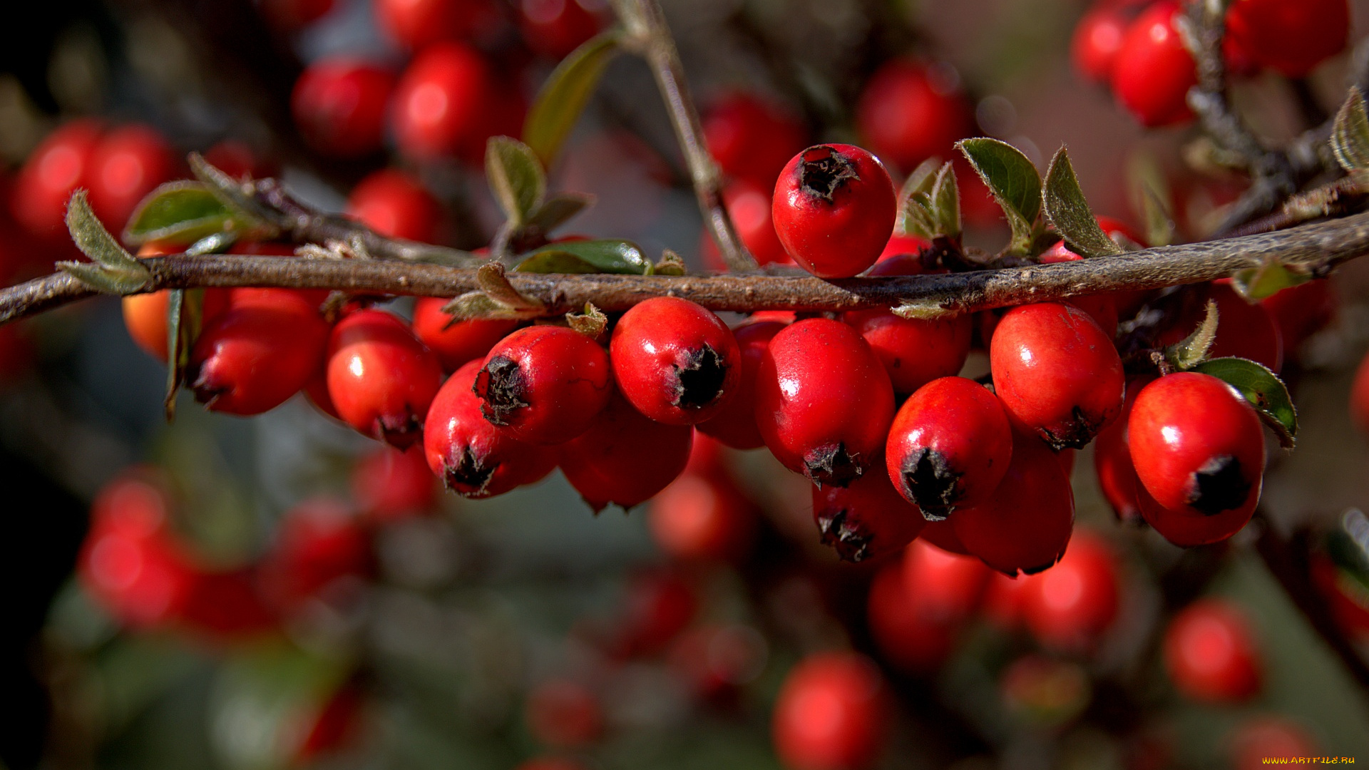 природа, Ягоды, красные, ягоды, ветка