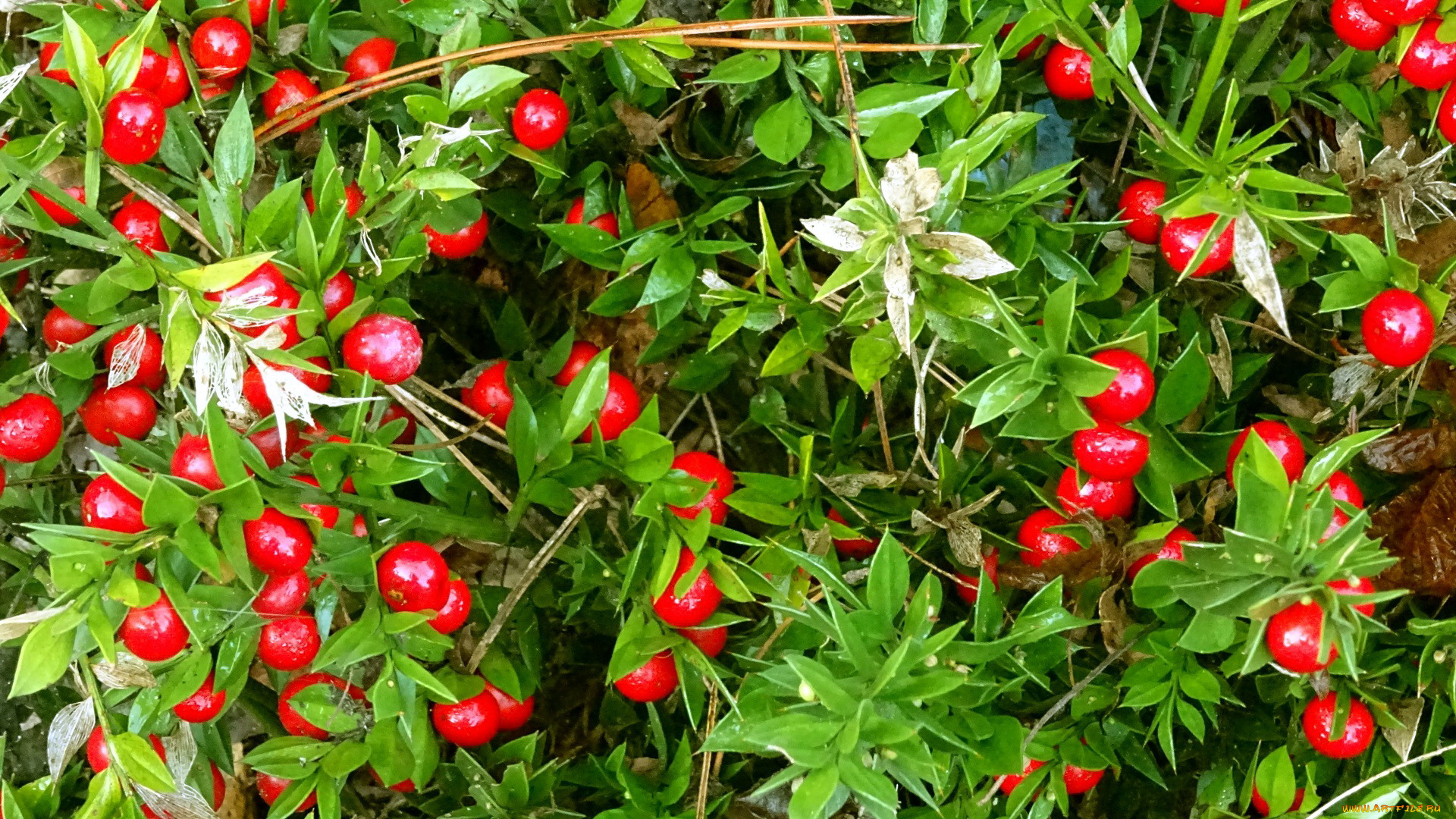 природа, Ягоды, ягоды, красные