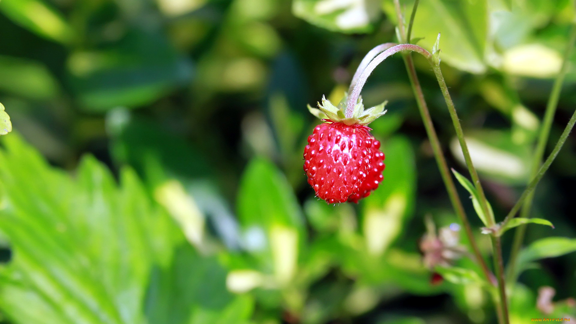 природа, Ягоды, земляника, ягодка