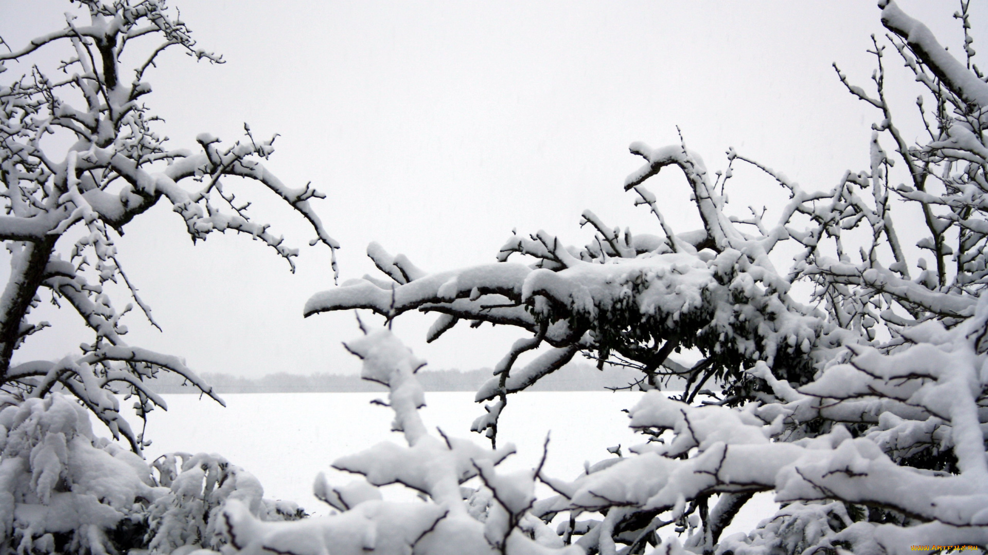 природа, зима, ветки, снег