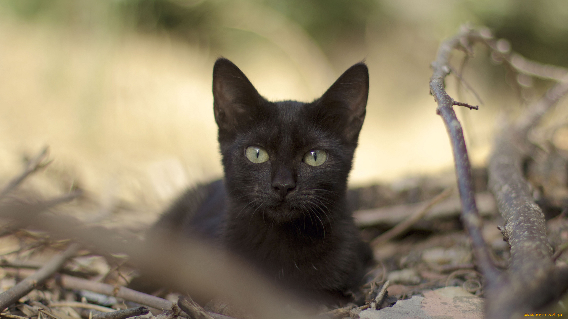 животные, коты, черный, ветки