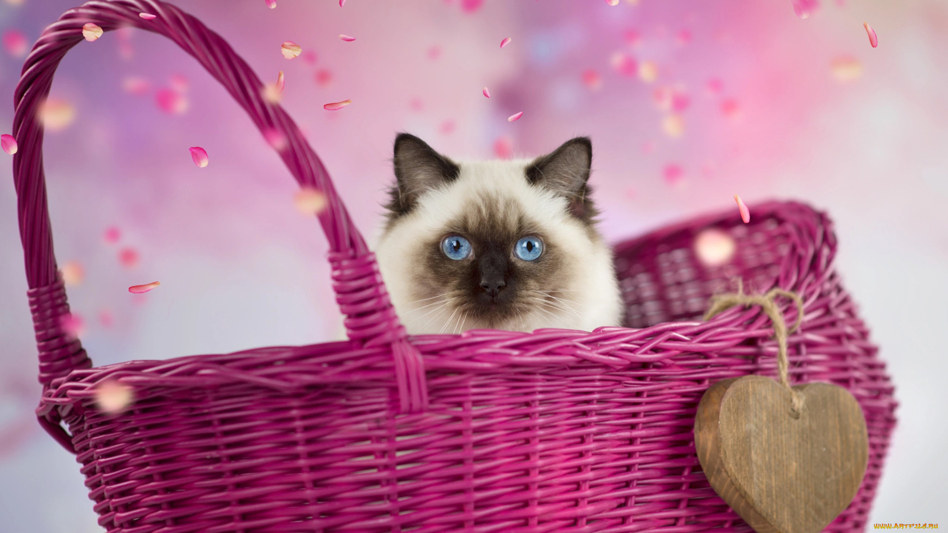 животные, коты, лепестки, морда, корзина, ragdoll, рэгдолл, кошка, кот, животное