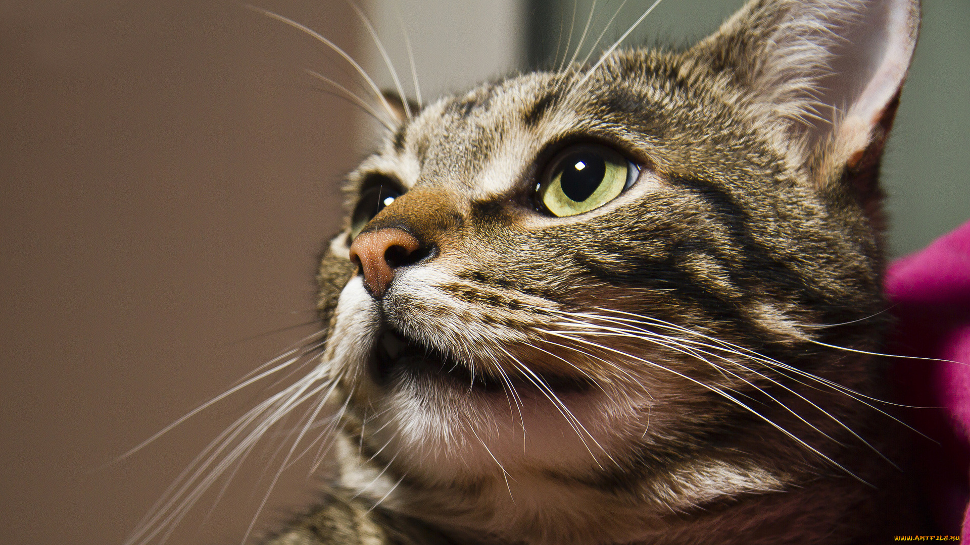 животные, коты, морда