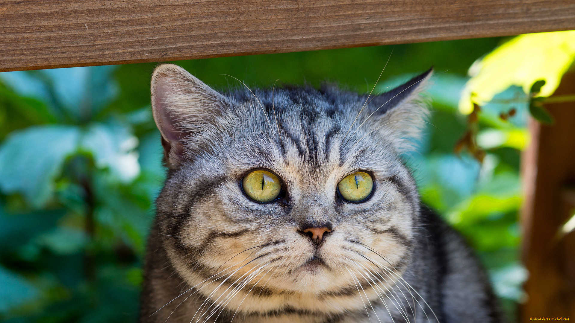 животные, коты, профиль