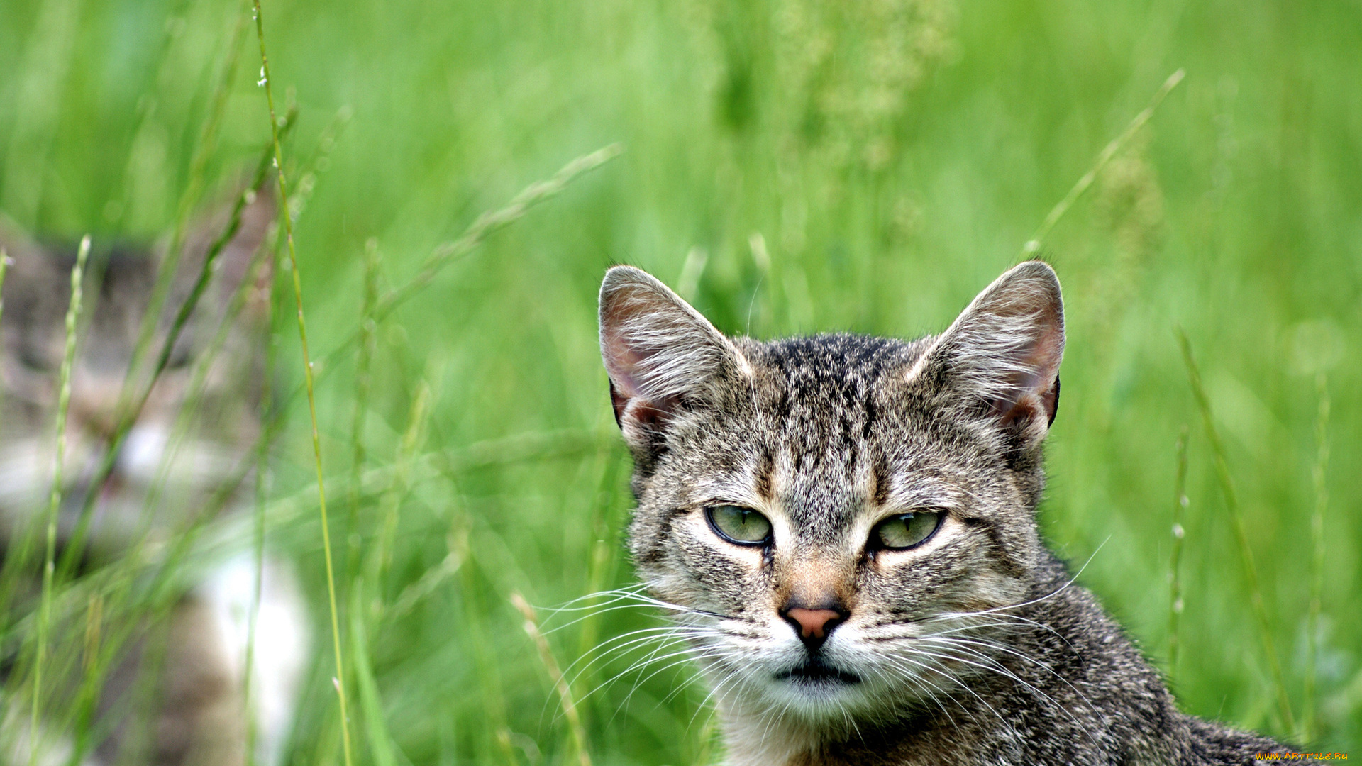 животные, коты, трава