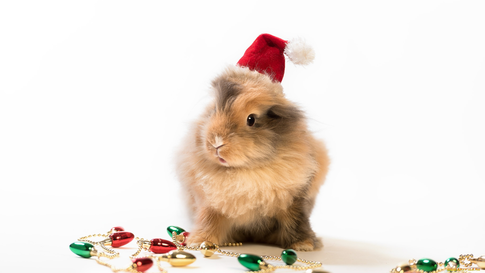 животные, кролики, , зайцы, кролик, гирлянда, колпак, белый, фон