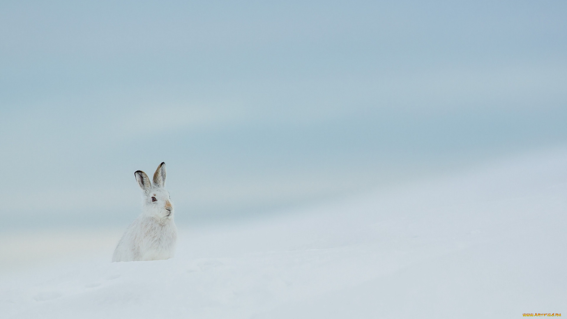 животные, кролики, , зайцы, природа, зима, заяц