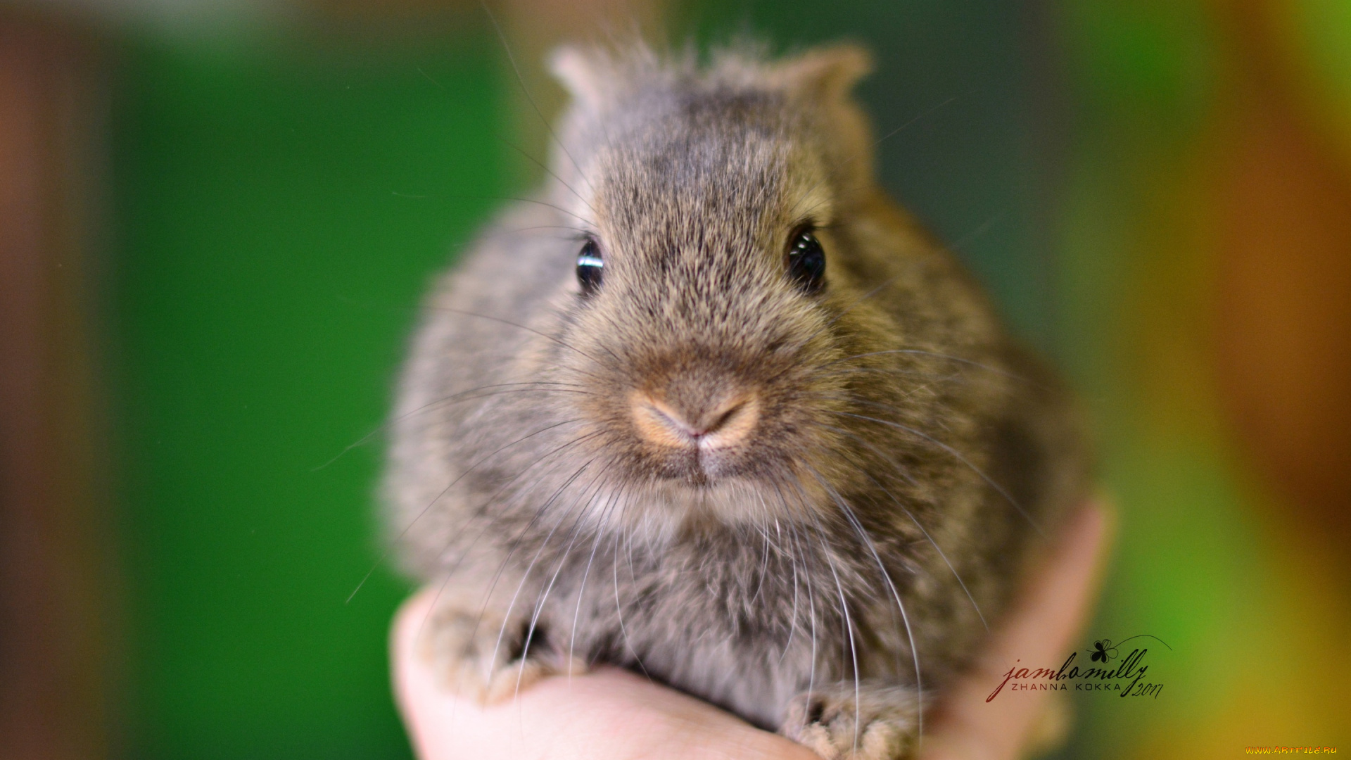 животные, кролики, , зайцы, серый, рука, детеныш, макро, кролик