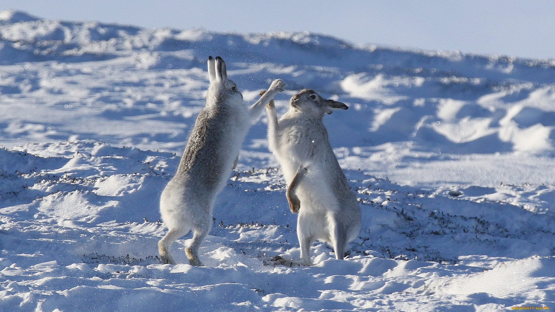 животные, кролики, , зайцы, снег, зима, ладушки