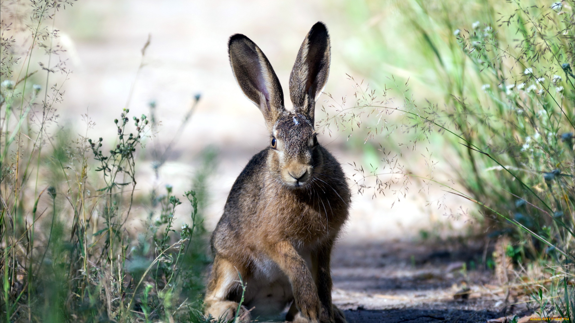 животные, кролики, , зайцы, заяц, природа, лето