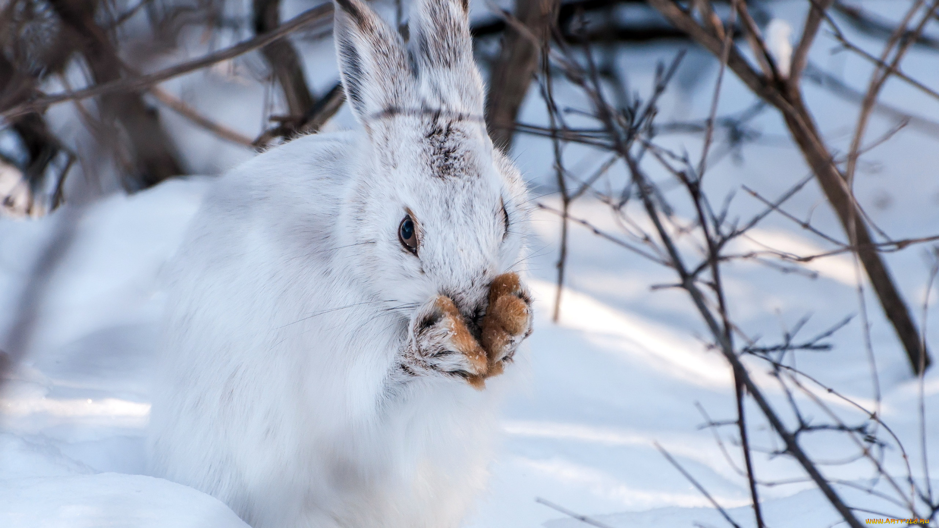 животные, кролики, , зайцы, зима, снег, заяц