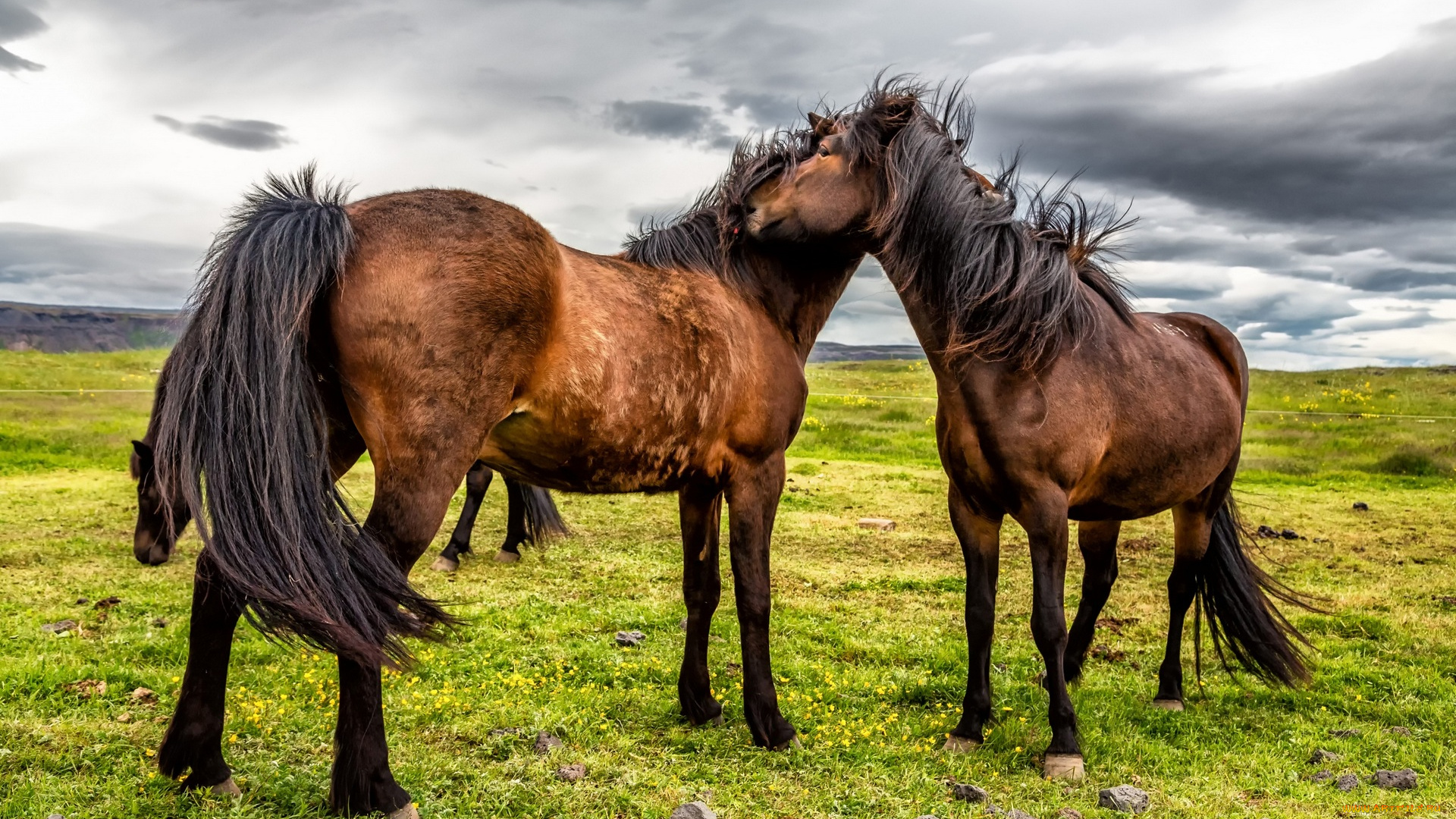 животные, лошади, облака, камни, трава