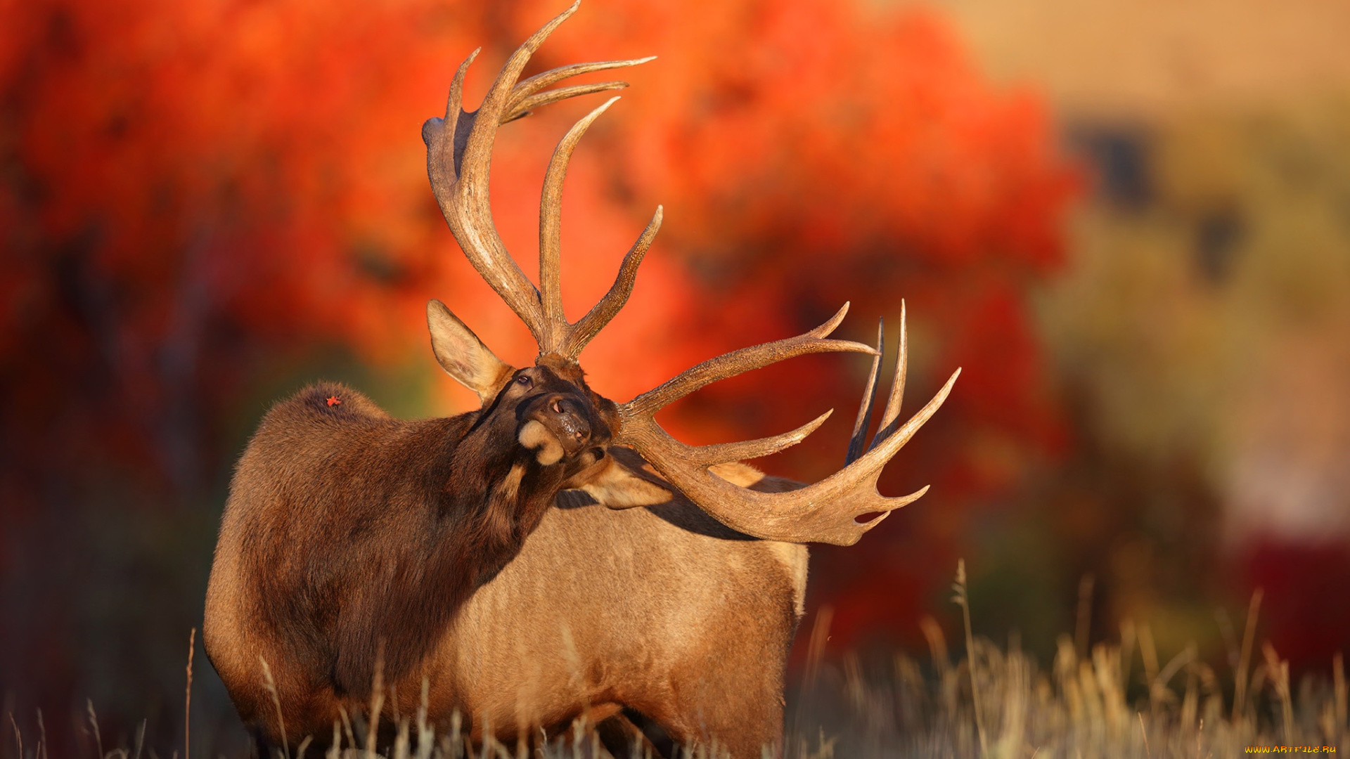 животные, олени, олень, осень, природа